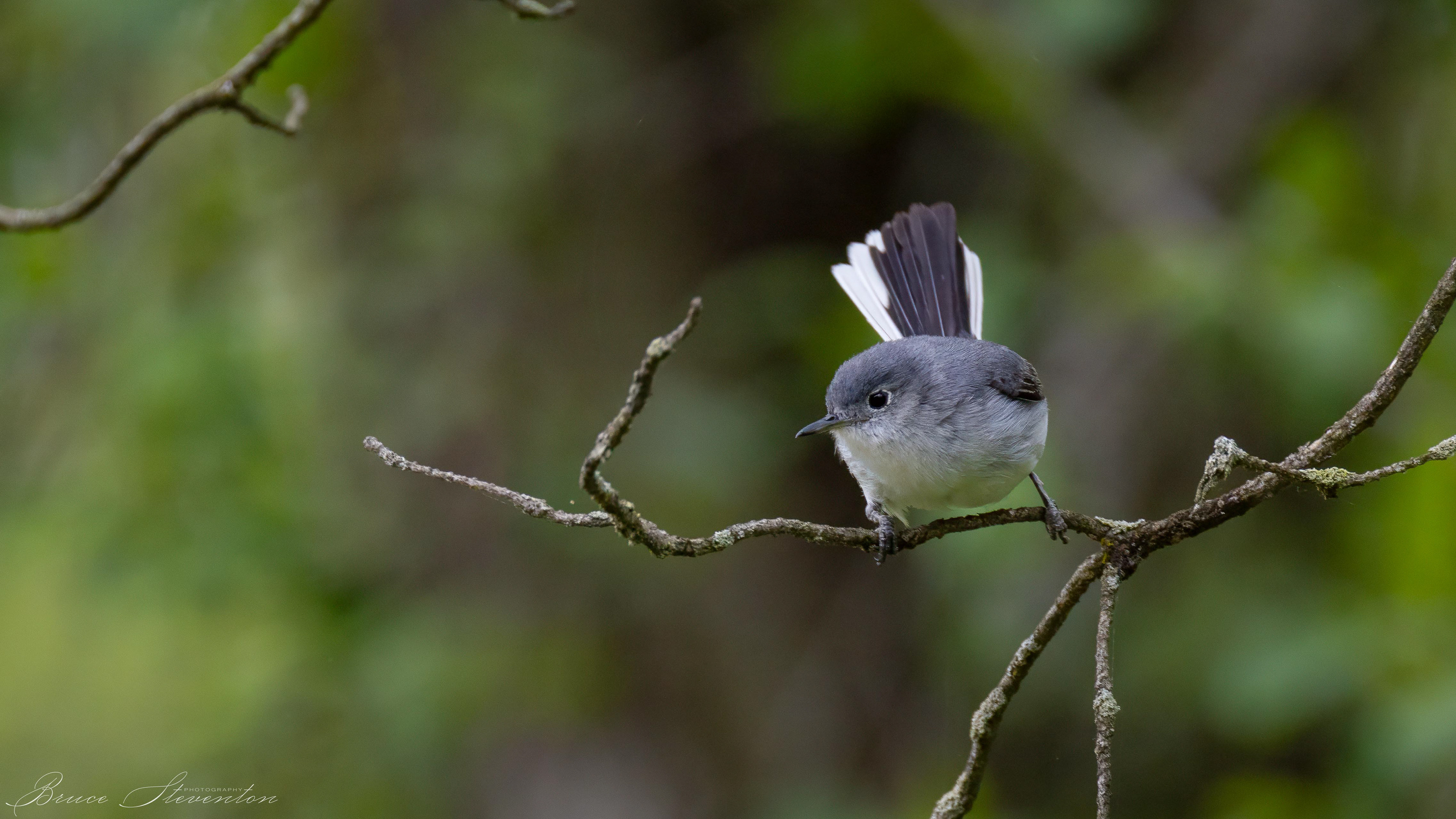 Blue-gray Gnatcatcher