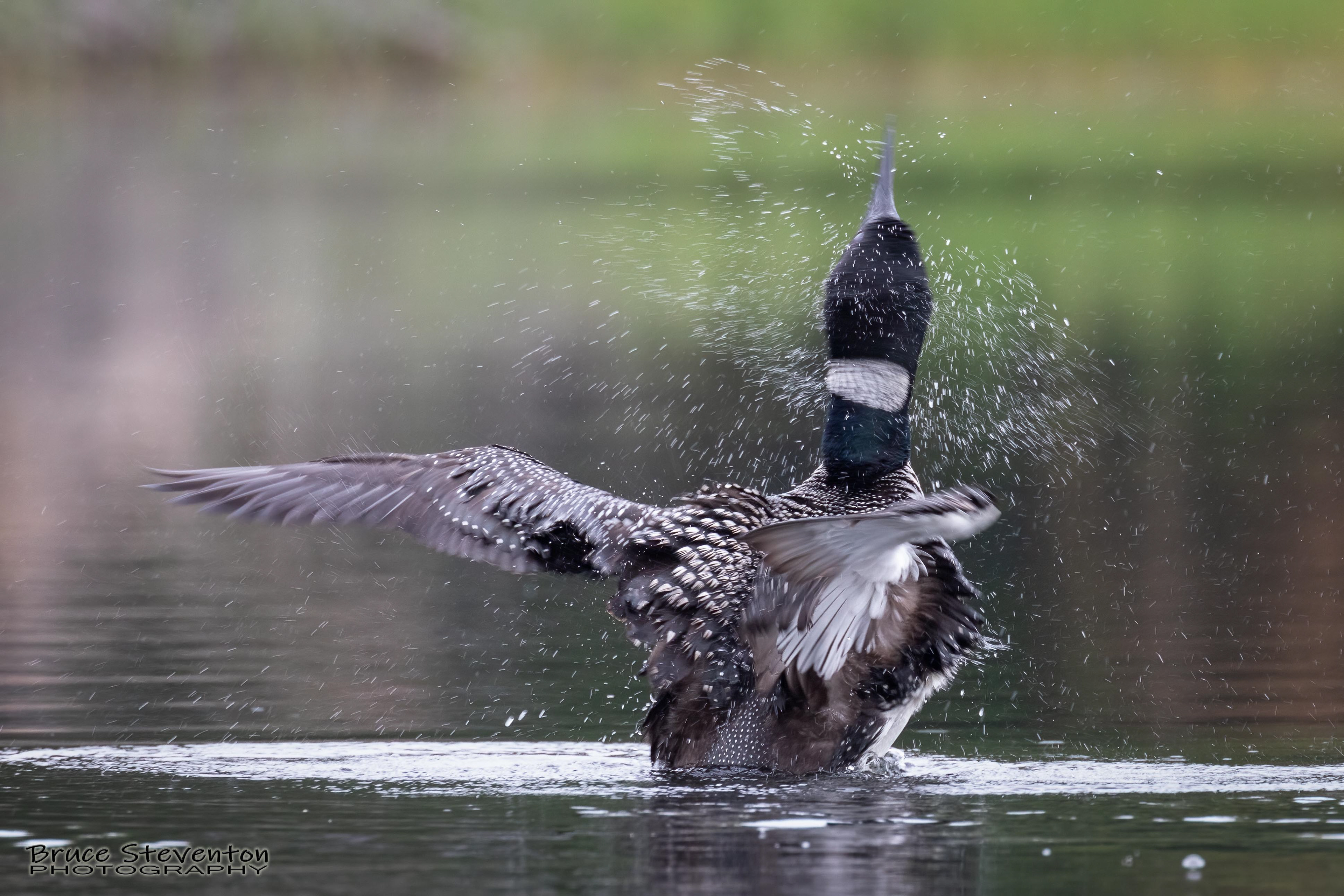Common Loon - West Gardiner, ME
