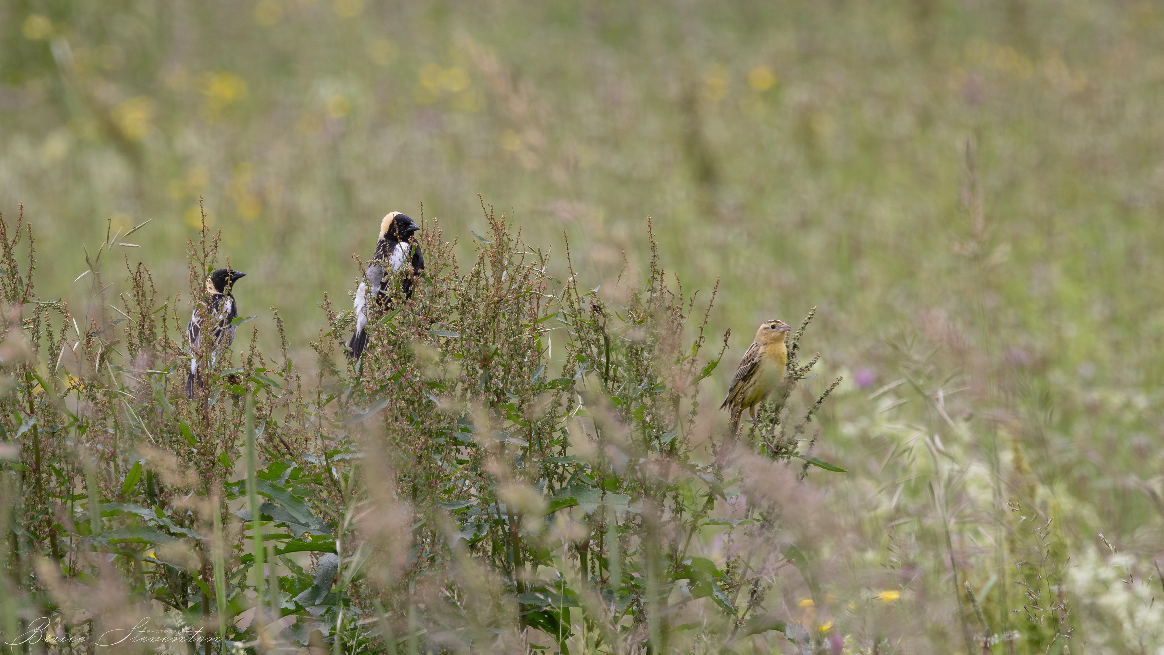Bobolink family
