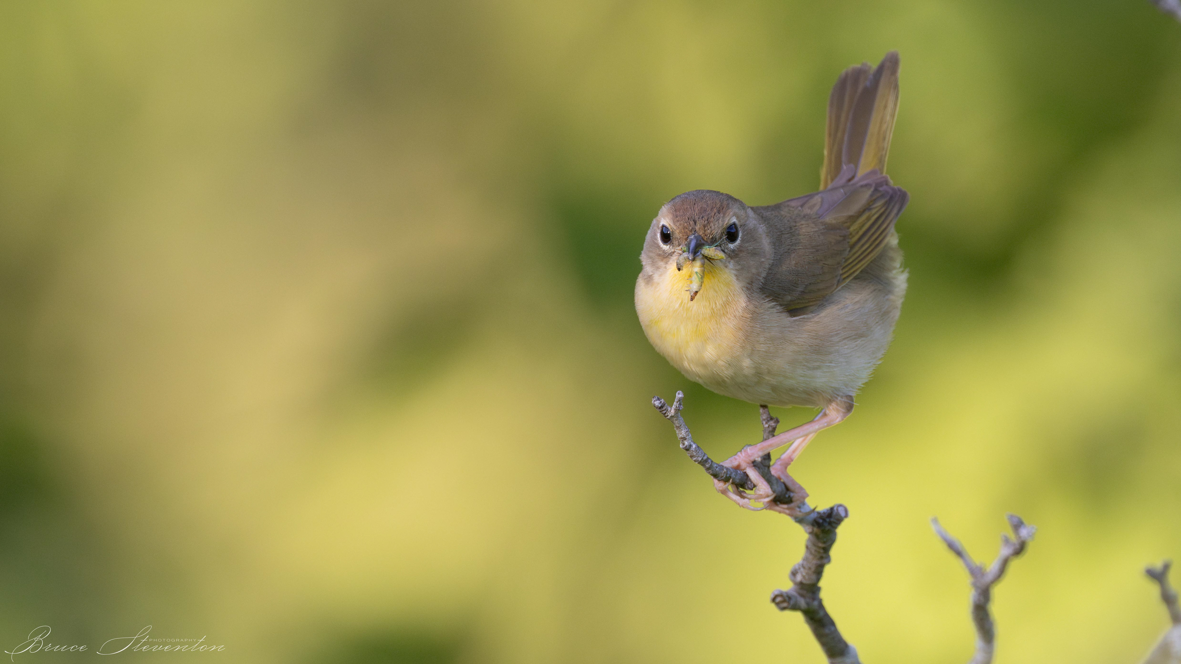 Common Yellowthroat stacking insects