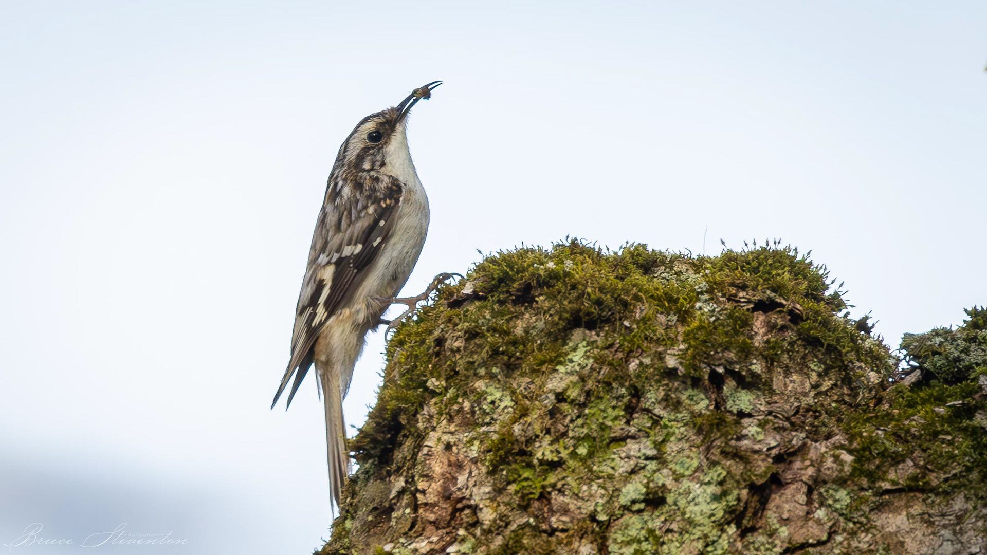 Brown Creeper gathering food for chicks. May 2023.