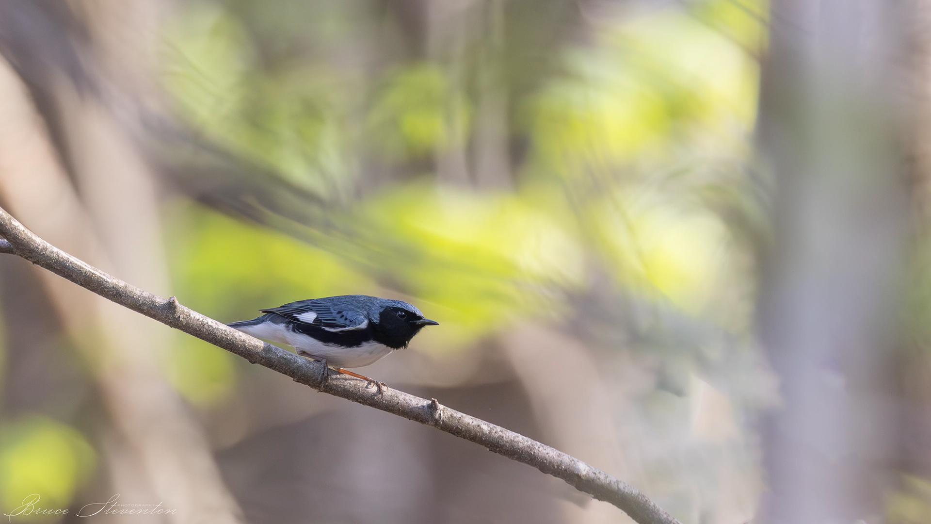 Black-throated Blue Warbler - Male