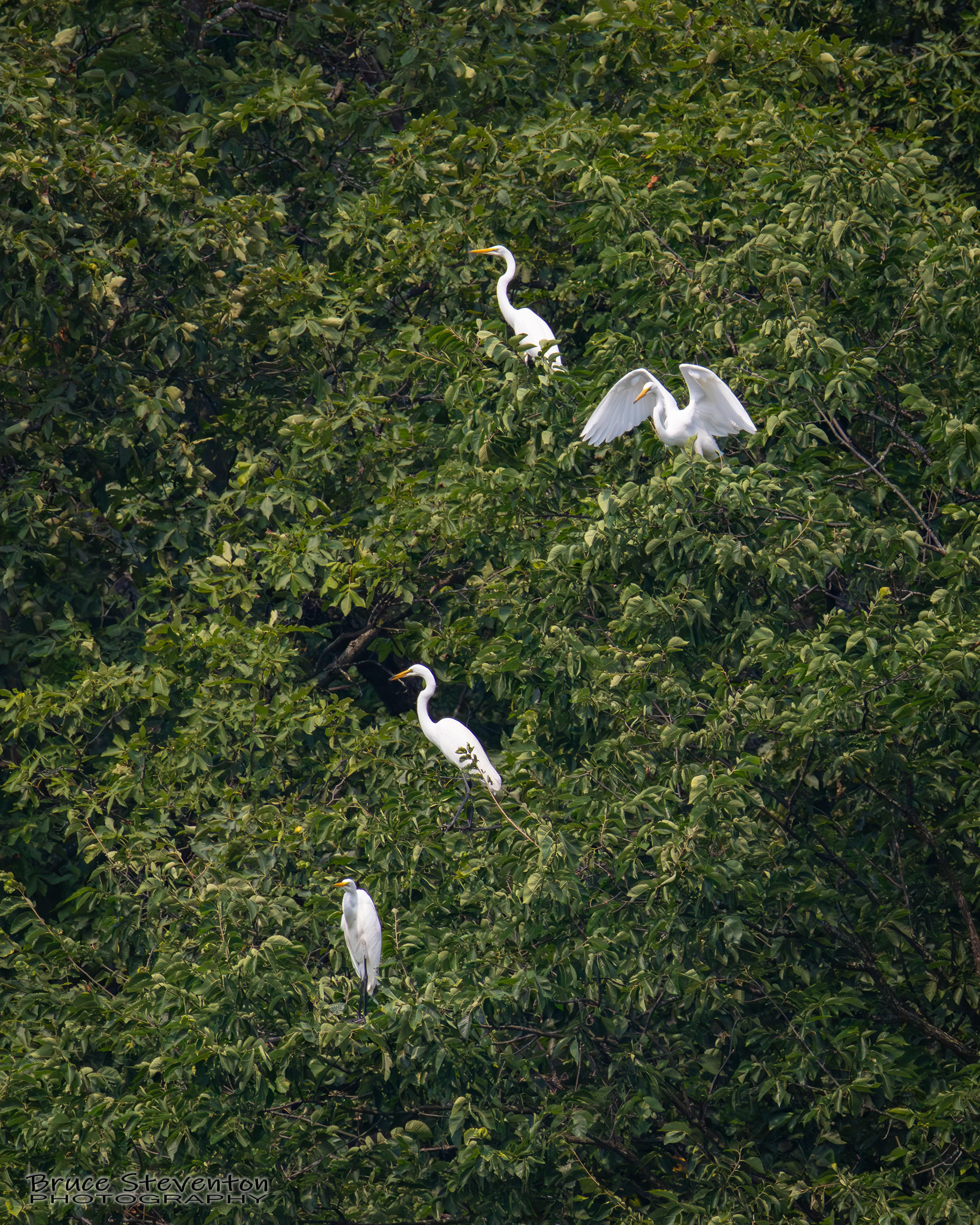 Great Egret