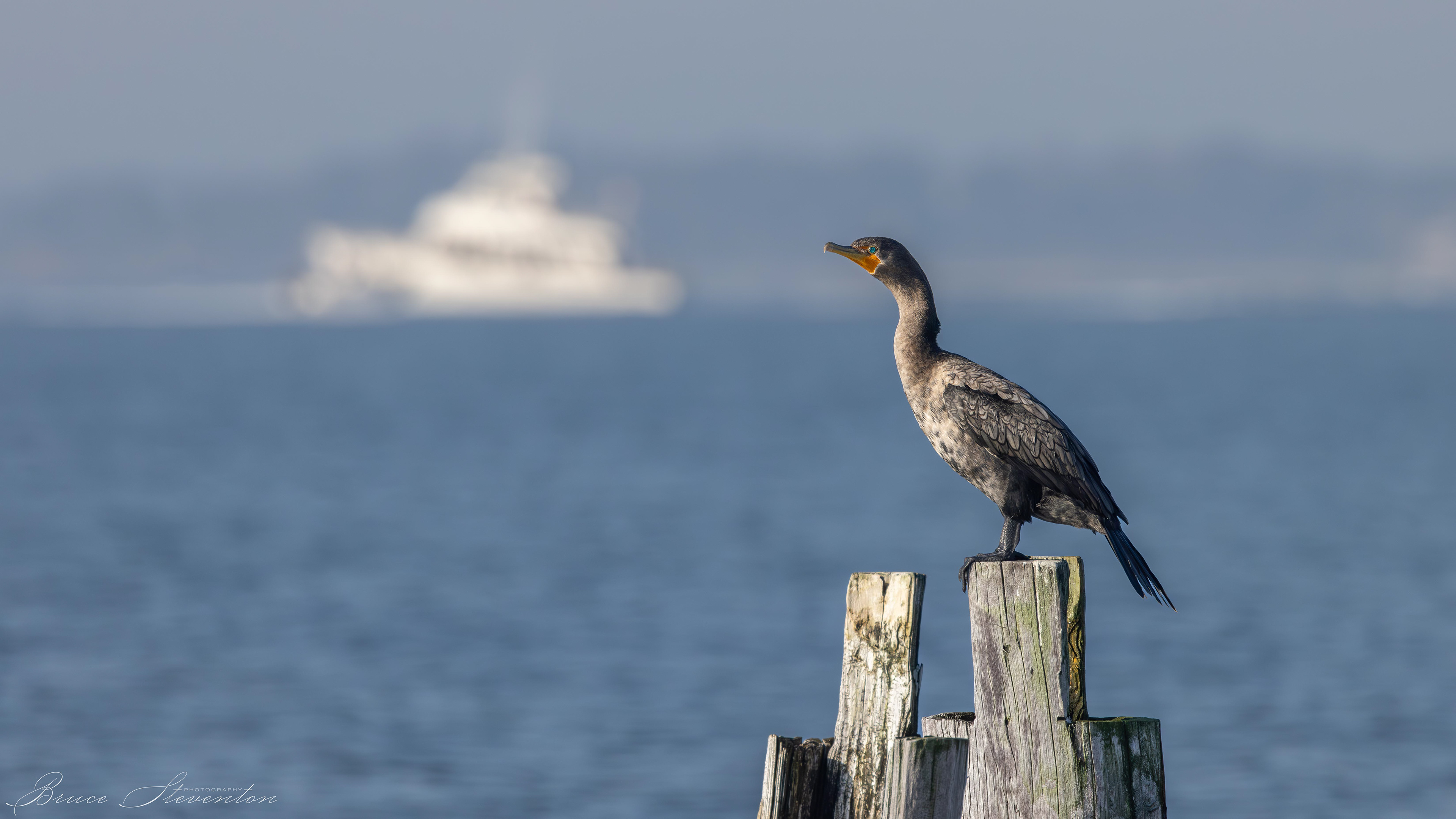 Double-crested Cormorant