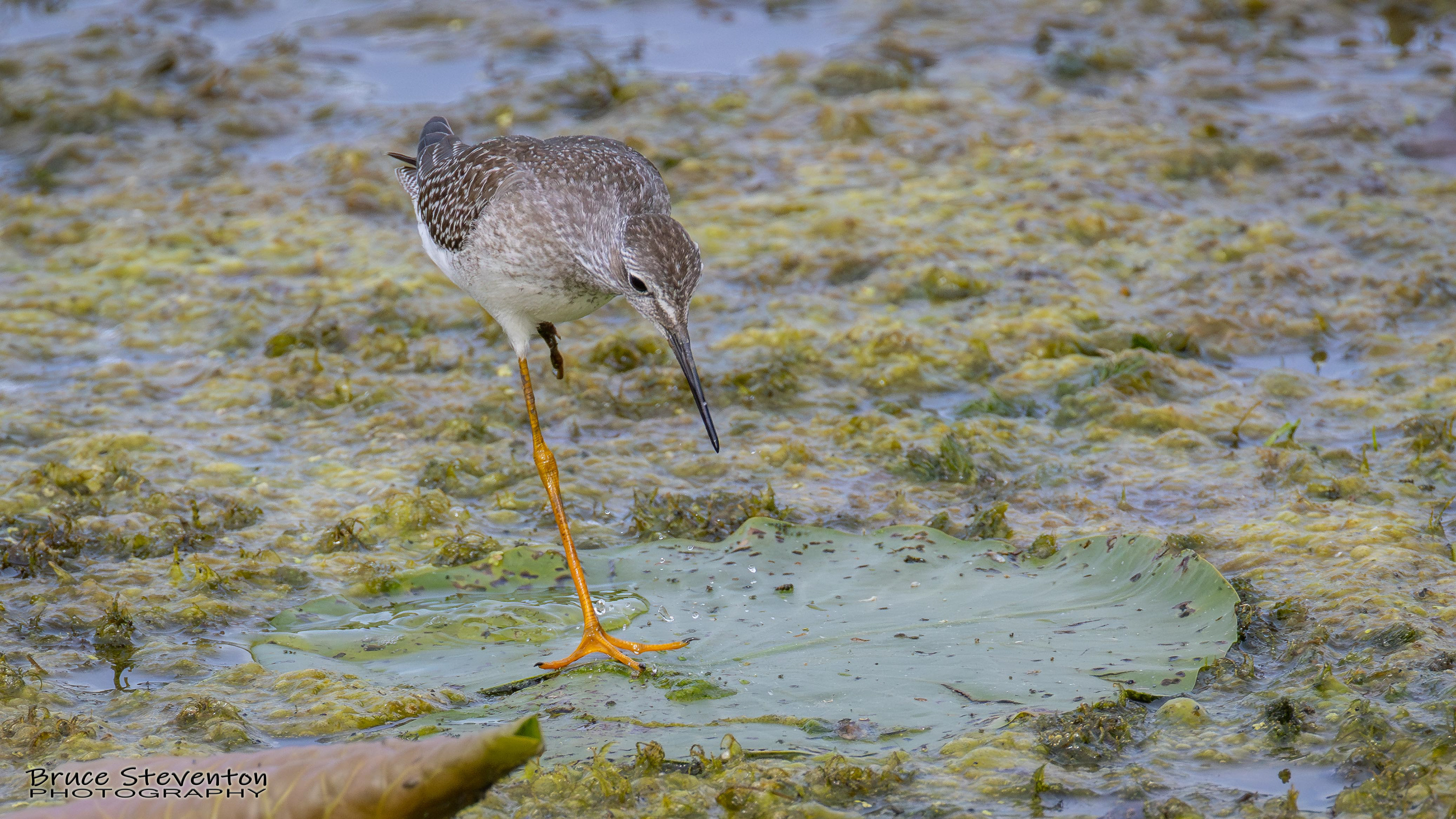 Lesser Yellowlegs