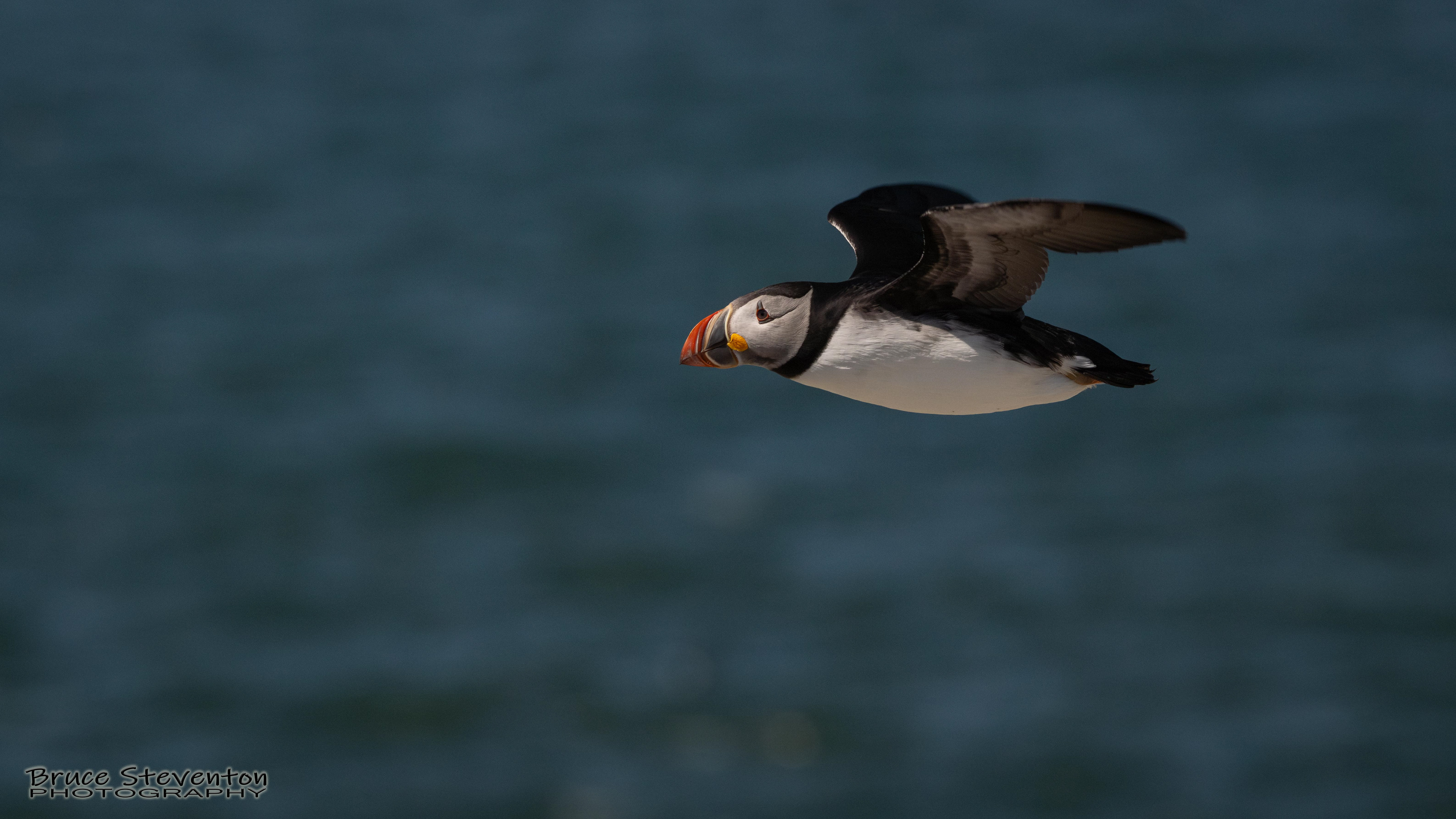 Atlantic Puffin