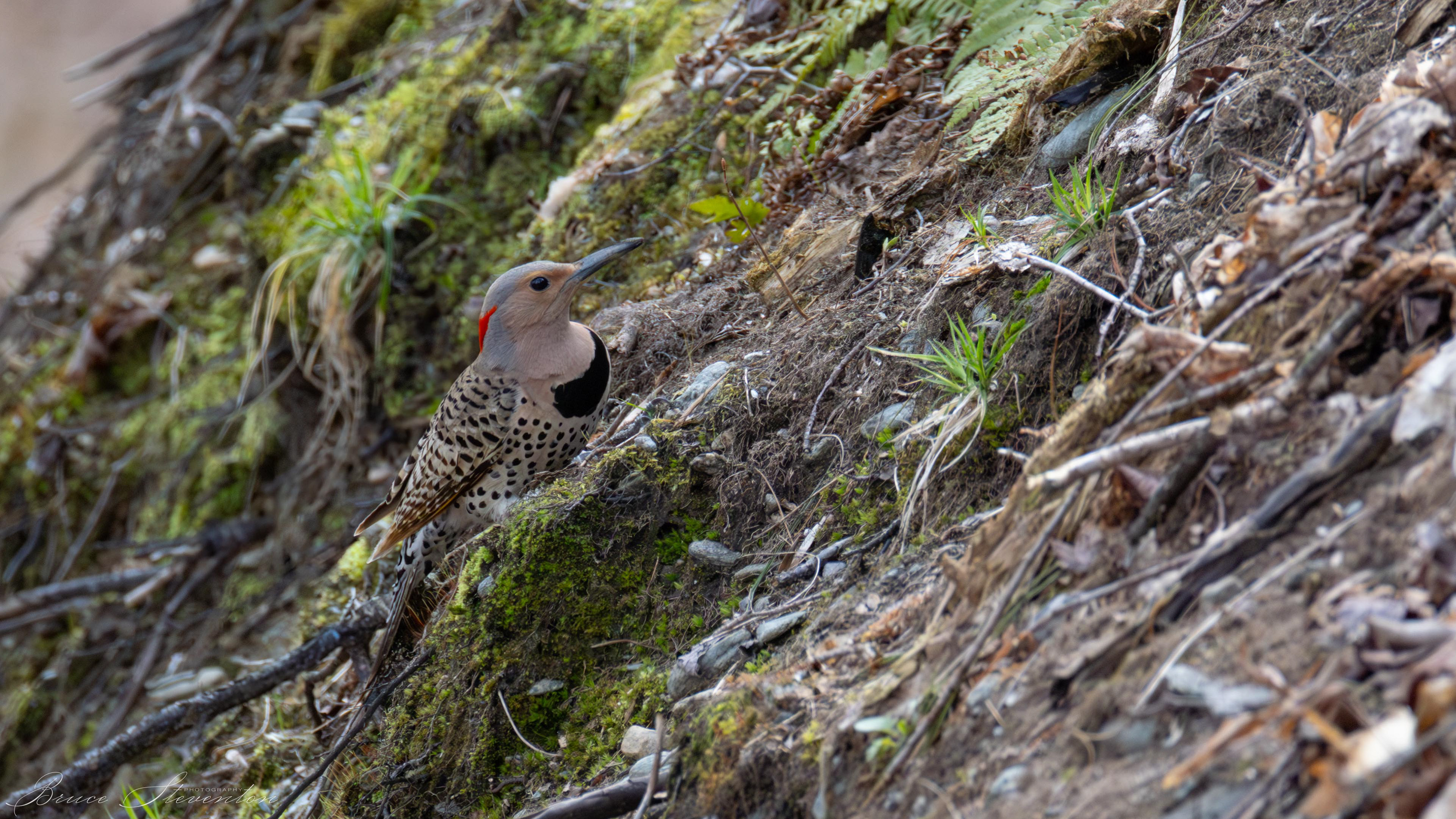 Northern Flicker