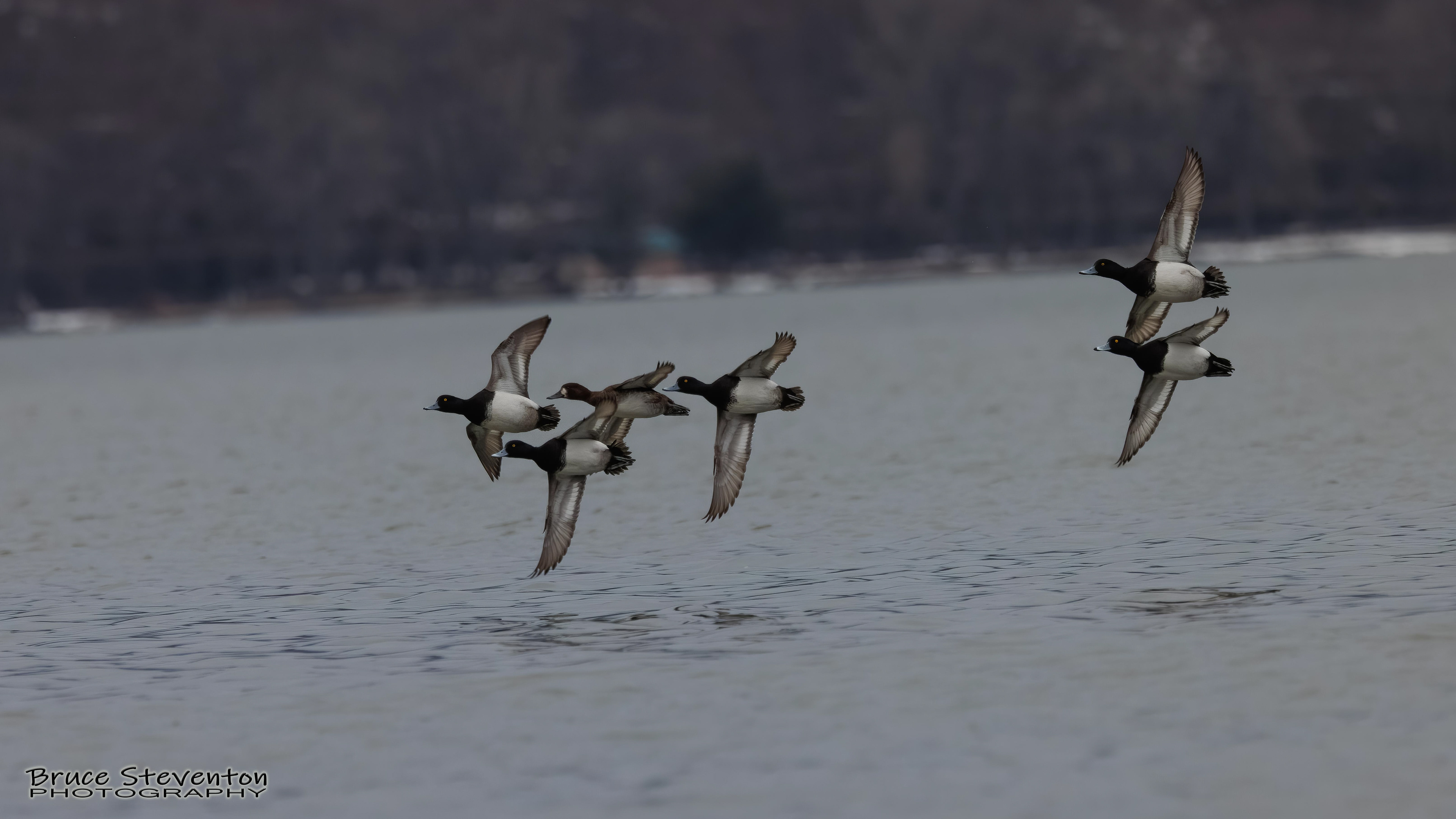 Greater Scaup - Addison, VT