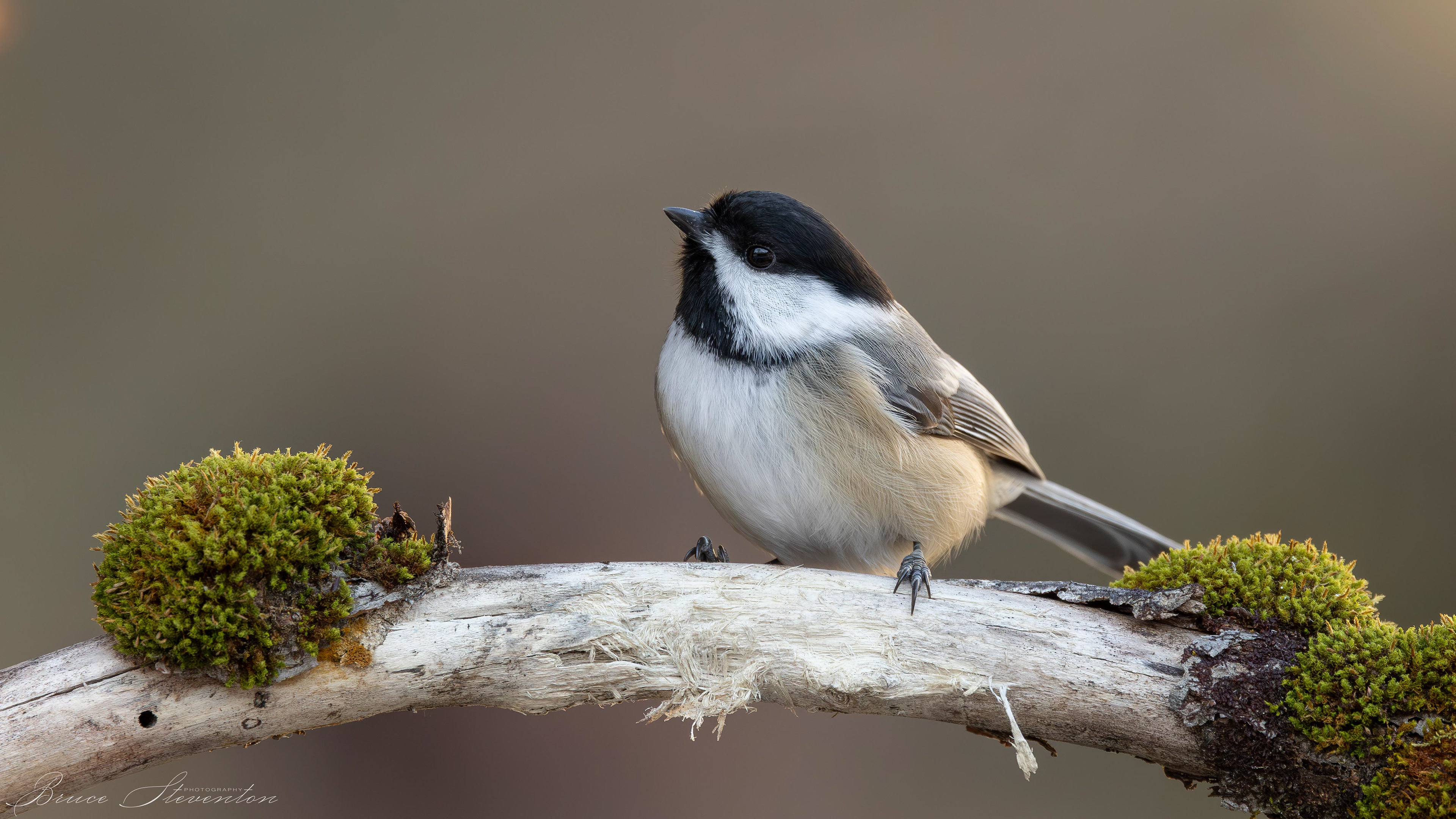 Black-capped Chickadee