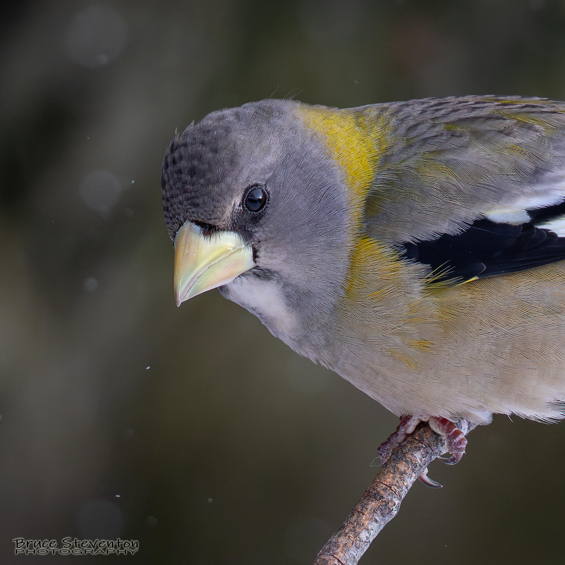 Evening Grosbeak