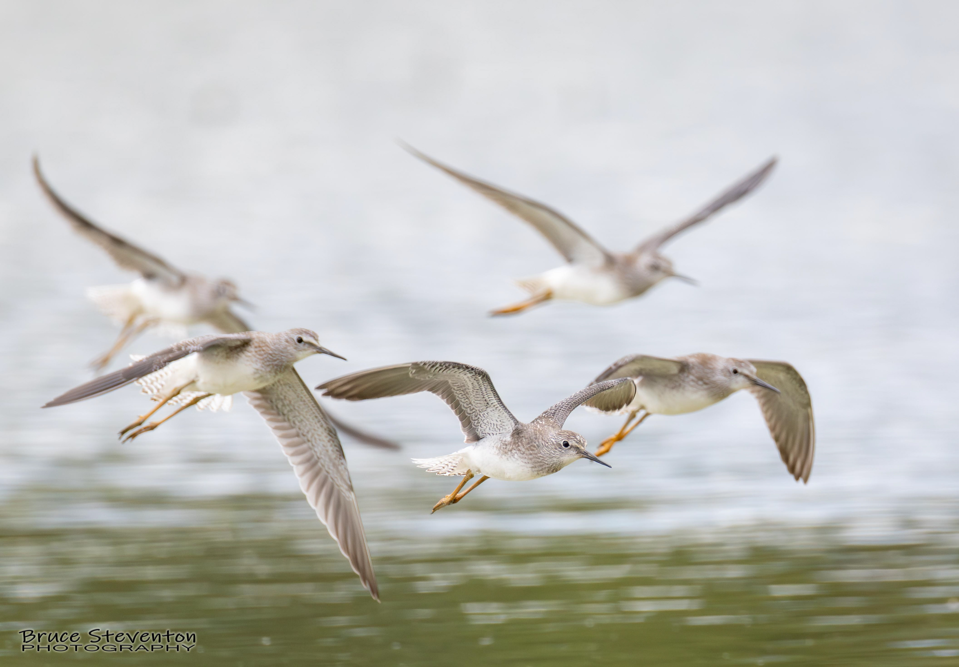 Yellowlegs