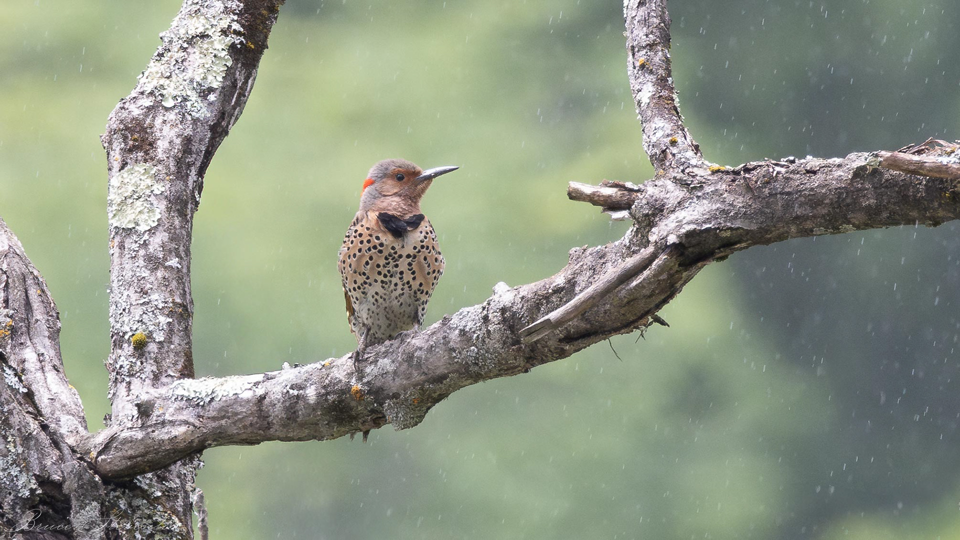 Northern Flicker in the rain