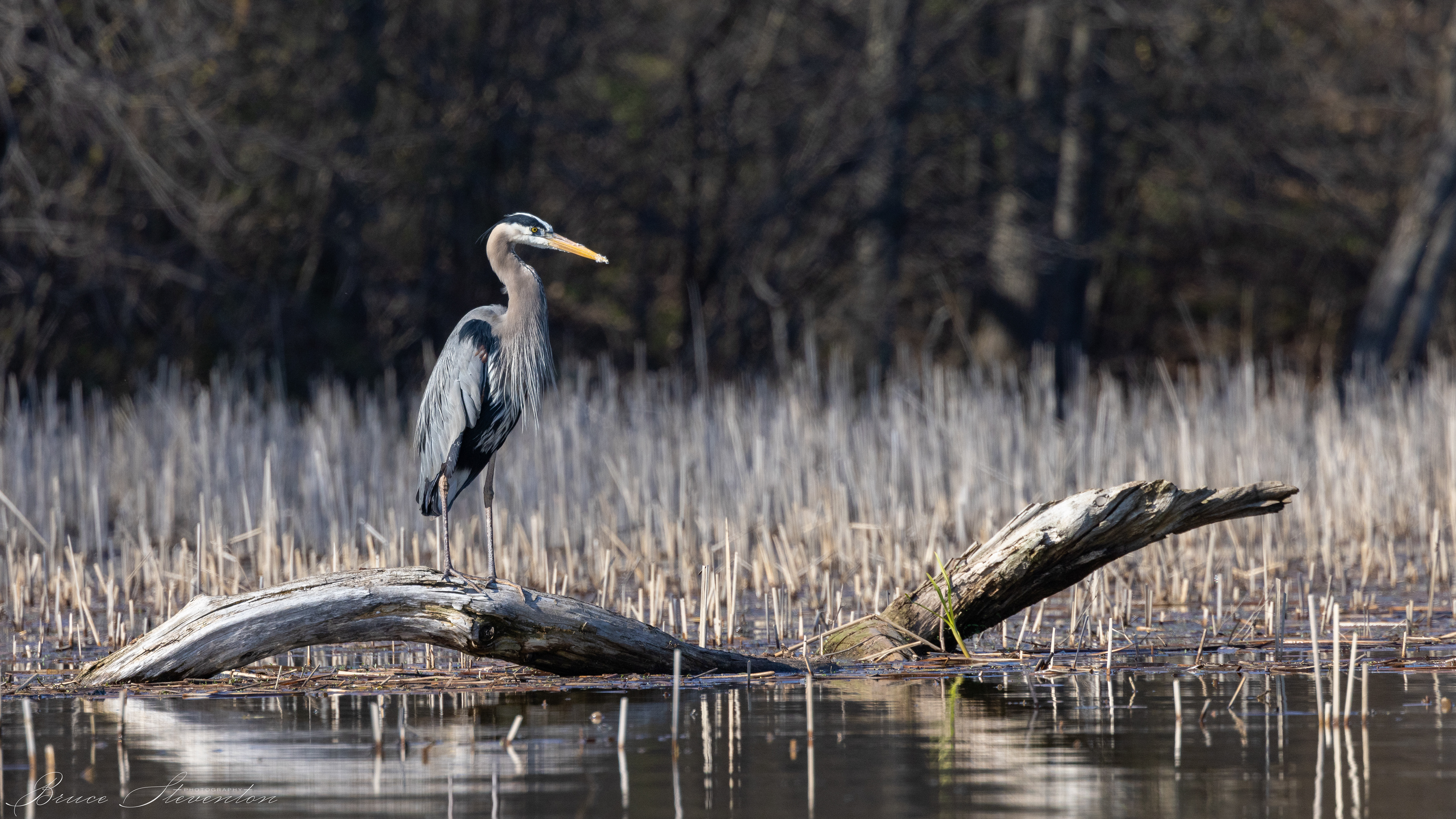 Great Blue Heron