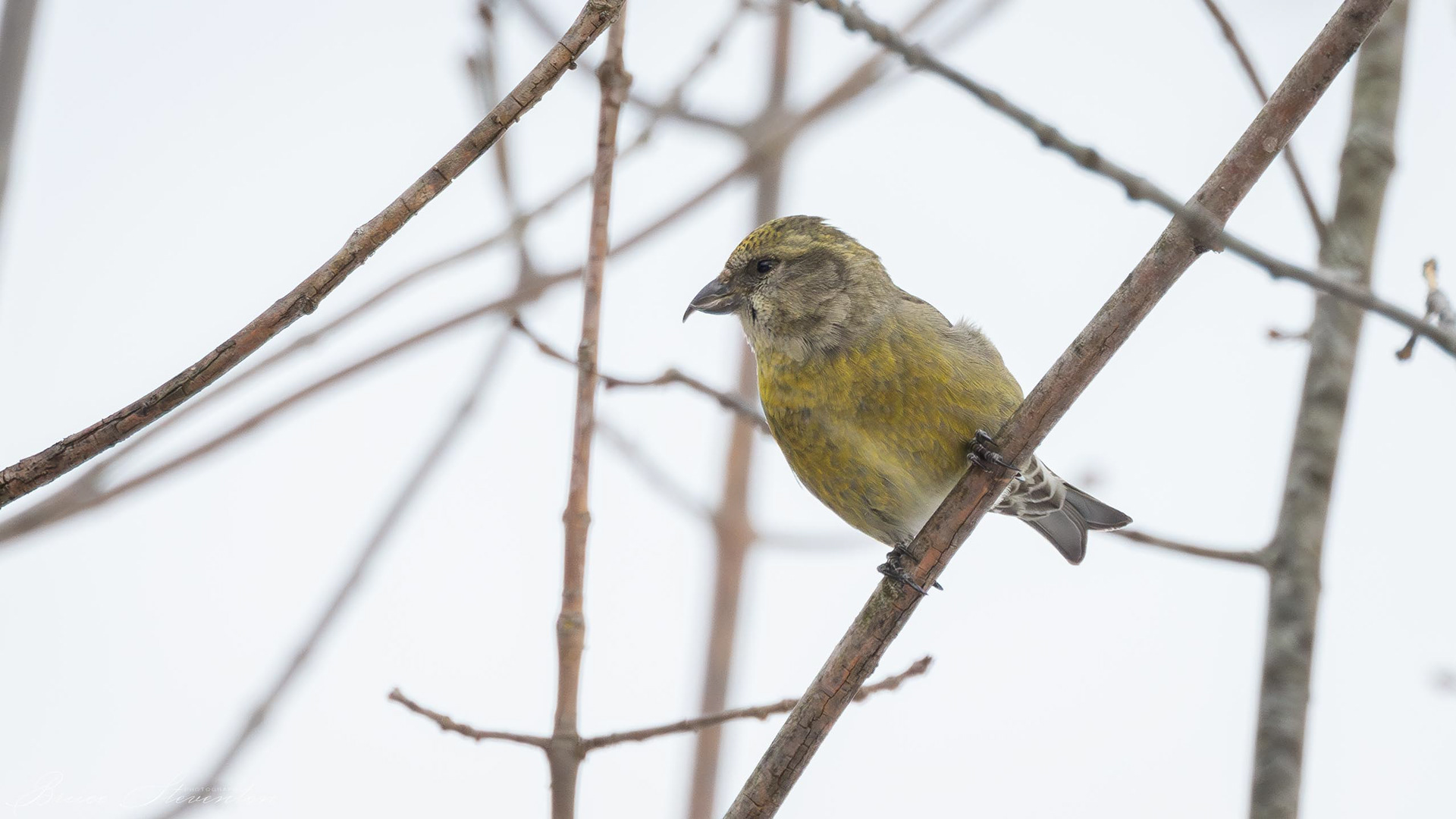 Red Crossbill - Rochester, VT