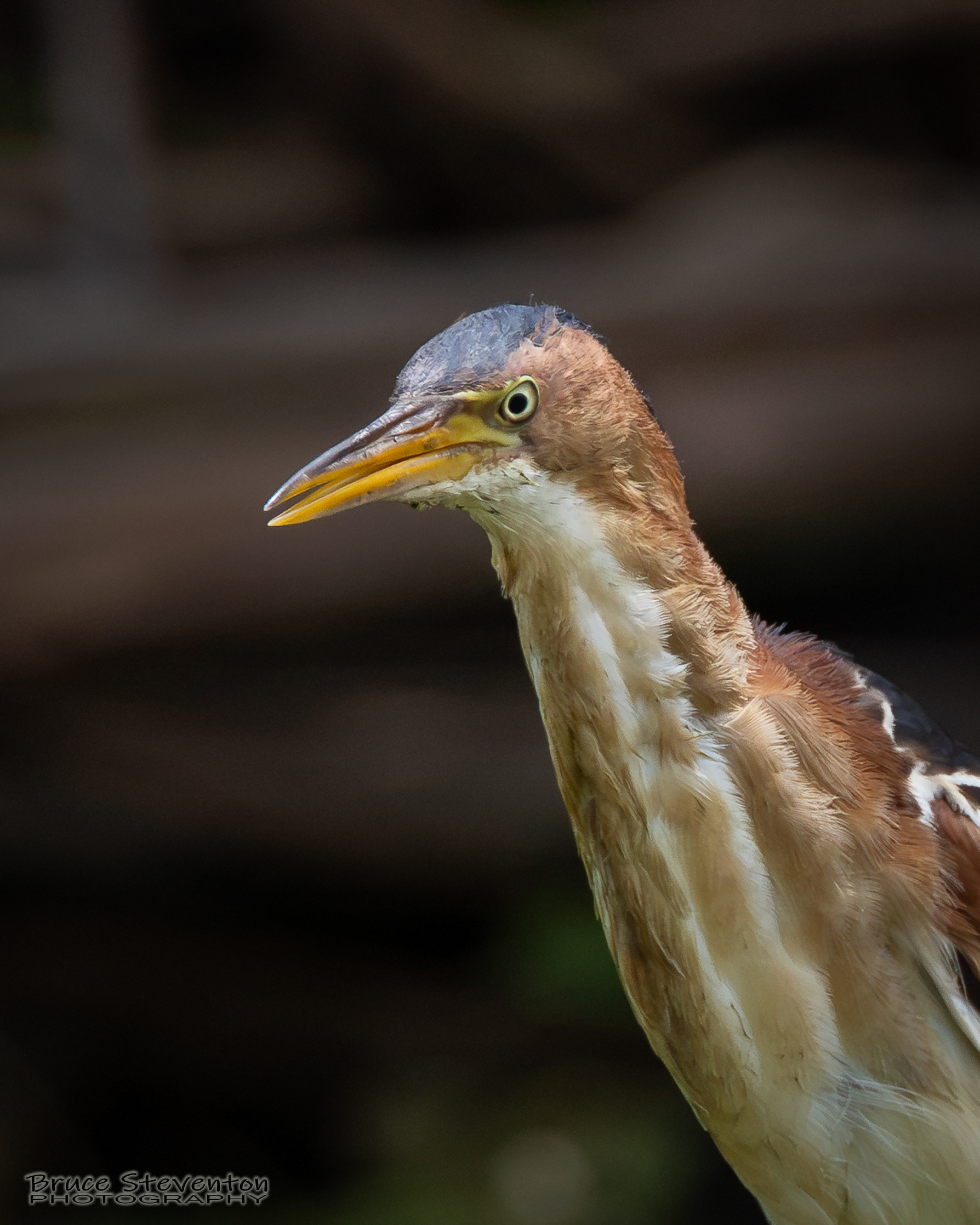 Least Bittern