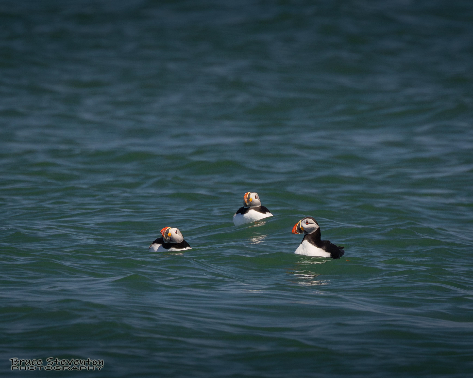 Atlantic Puffin