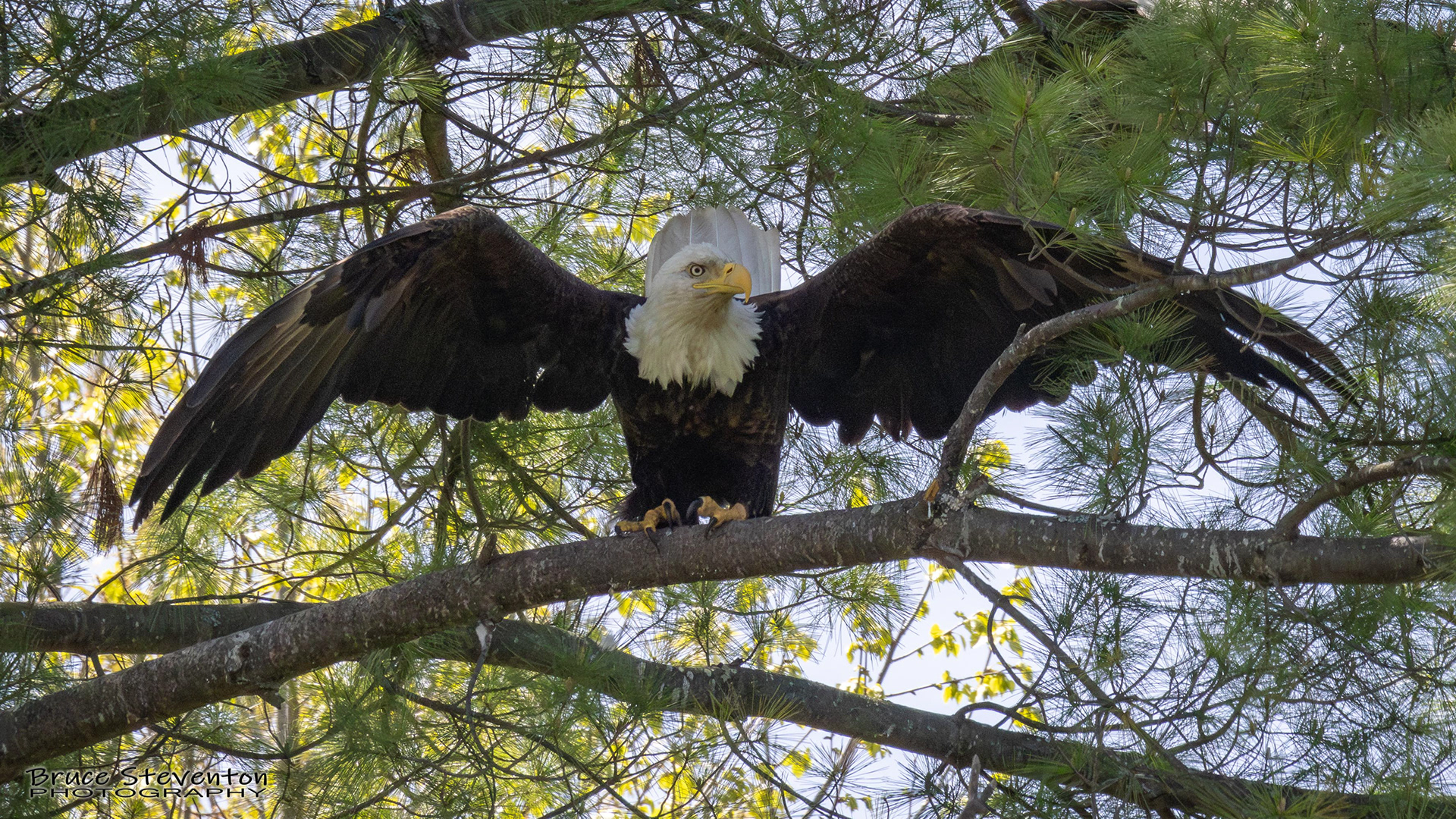 Bald Eagle