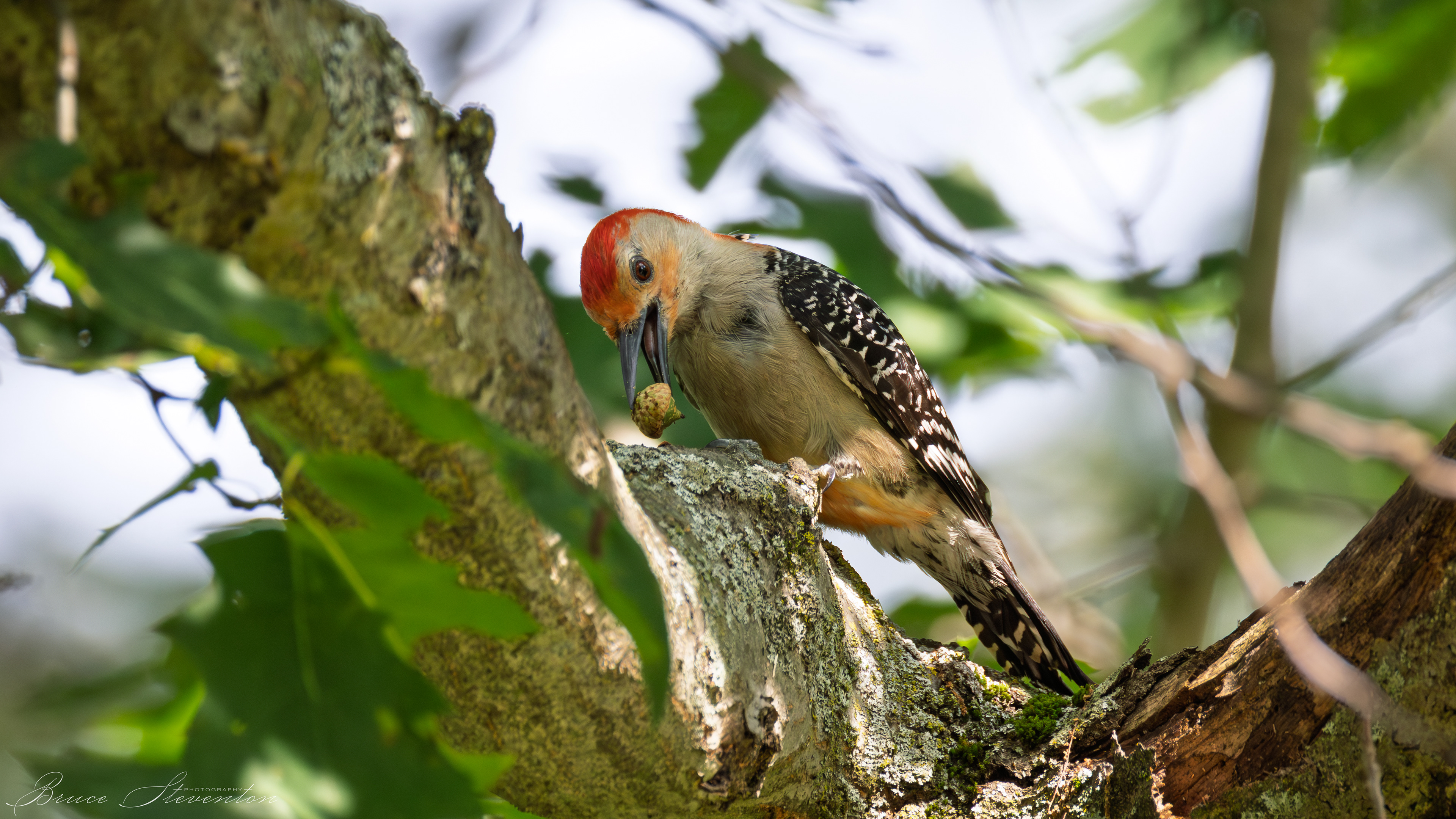 Red-bellied Woodpecker