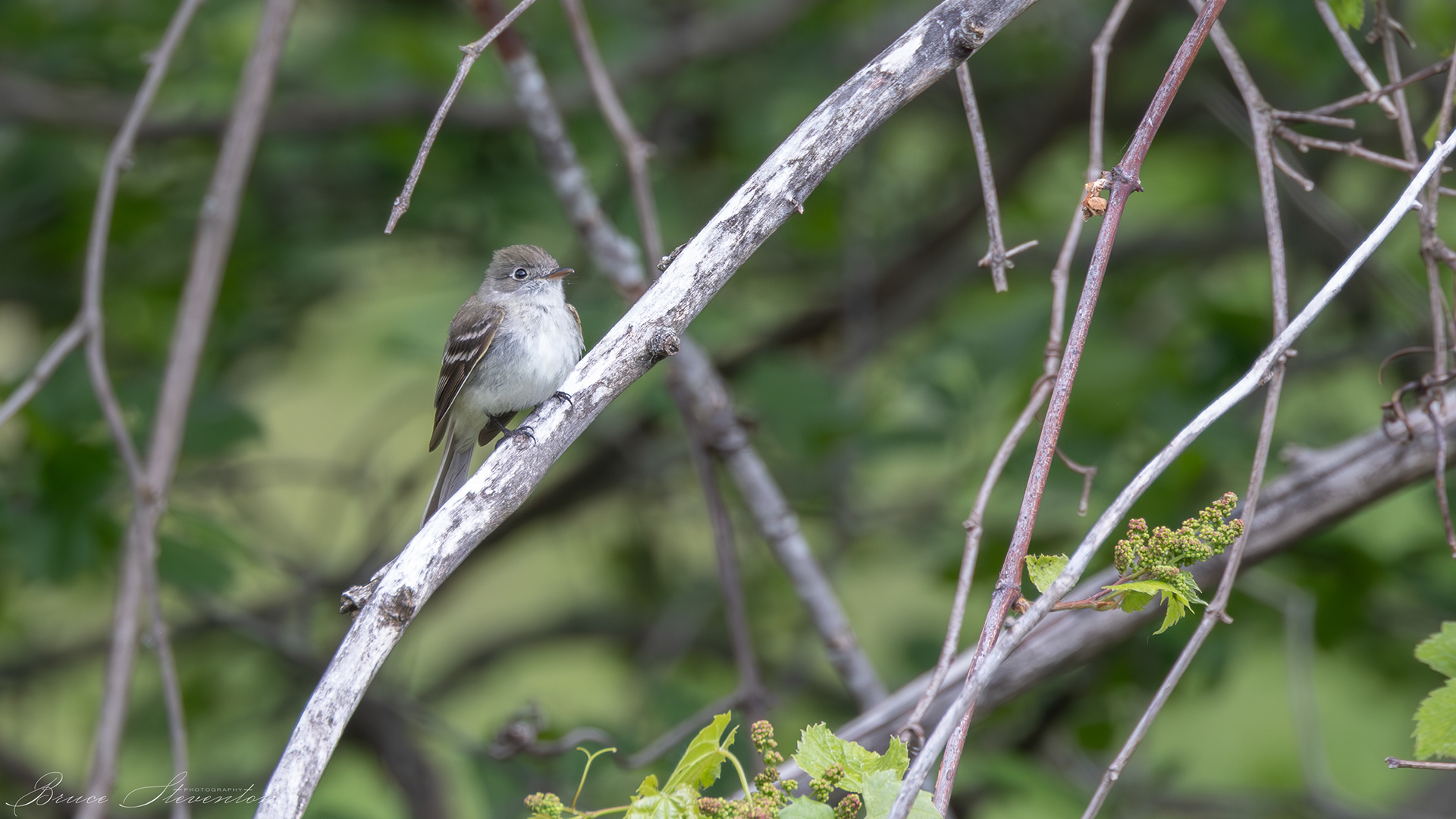 Least Flycatcher