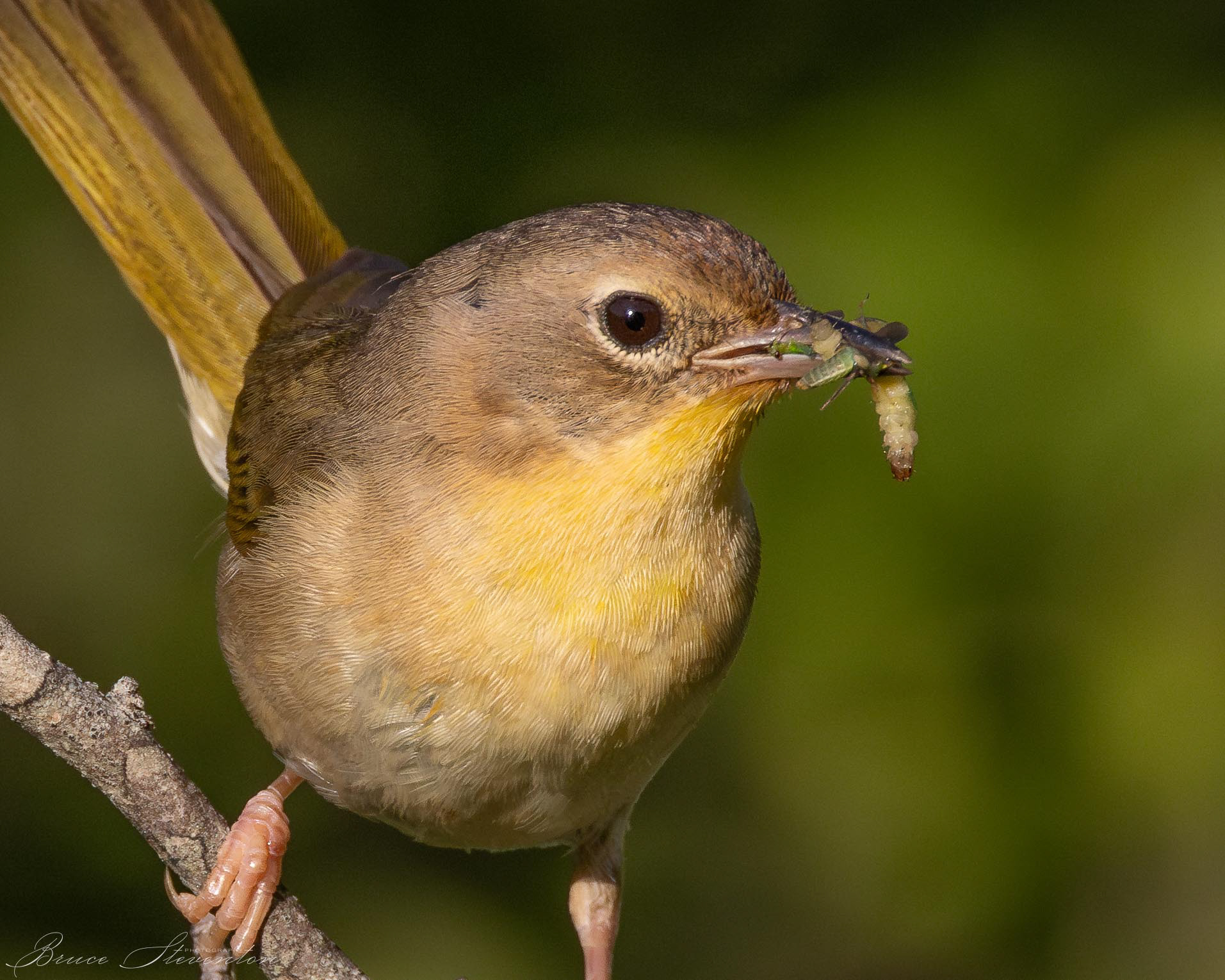 Common Yellowthroat stacking insects