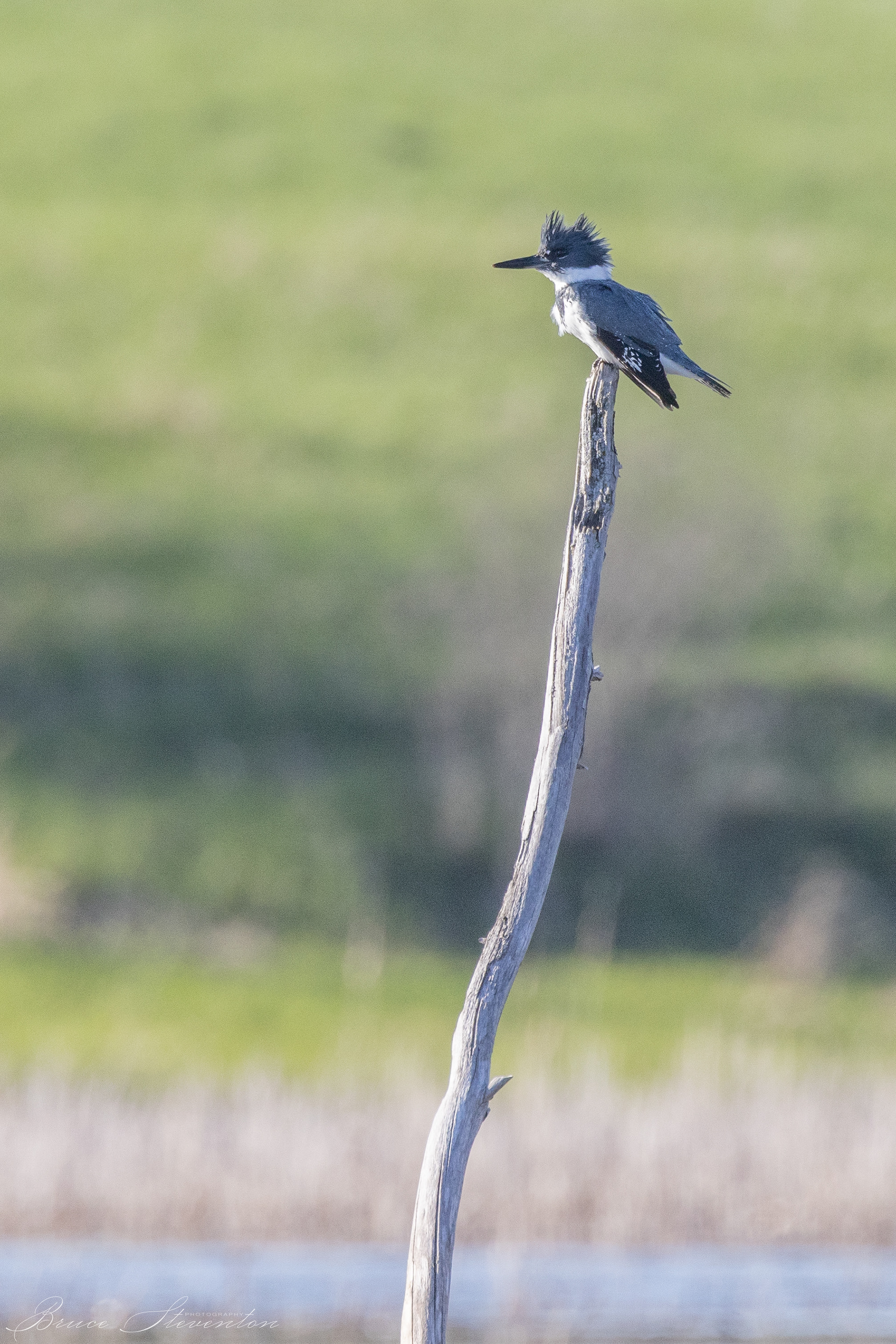 Belted Kingfisher