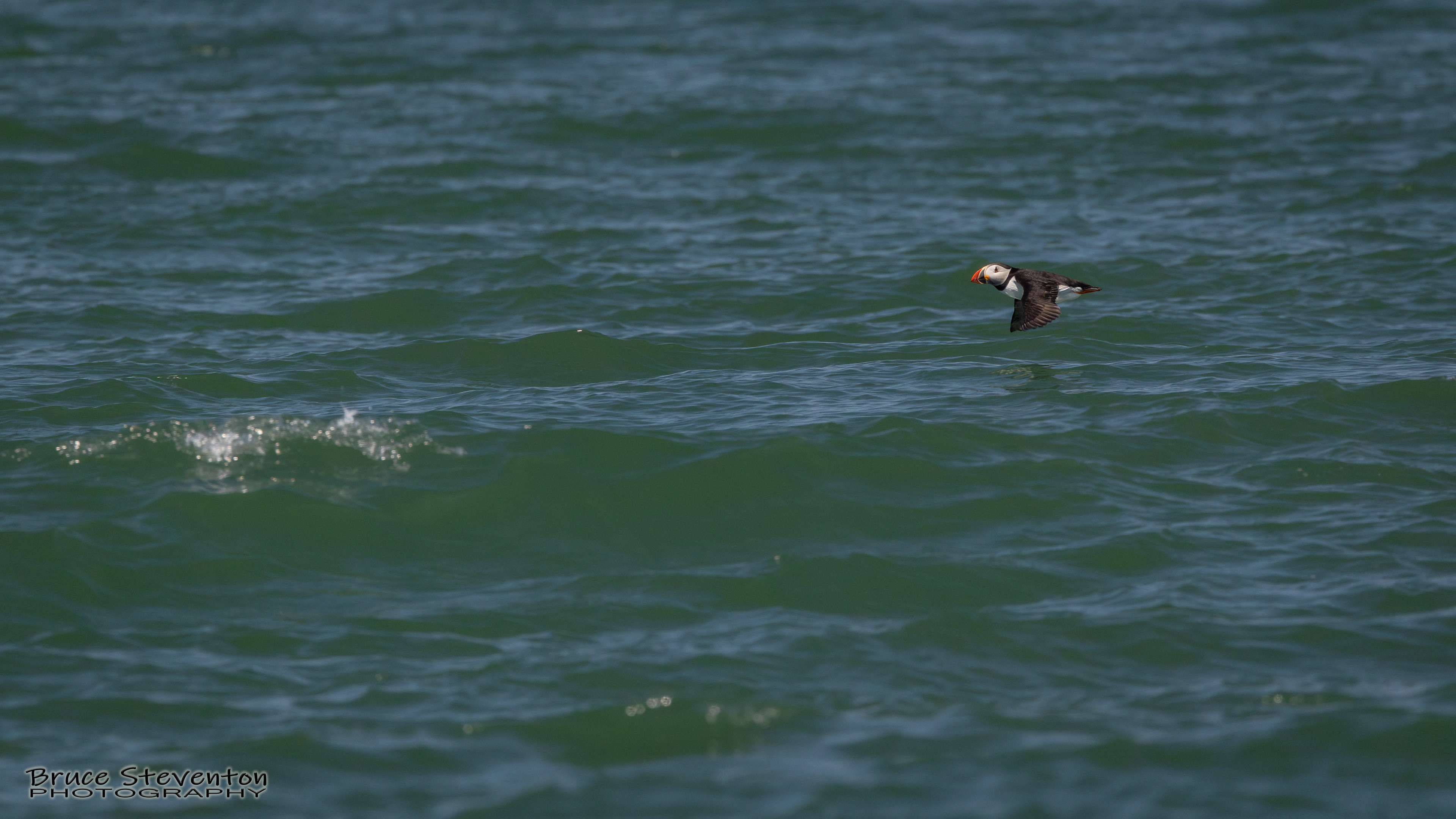 Atlantic Puffin