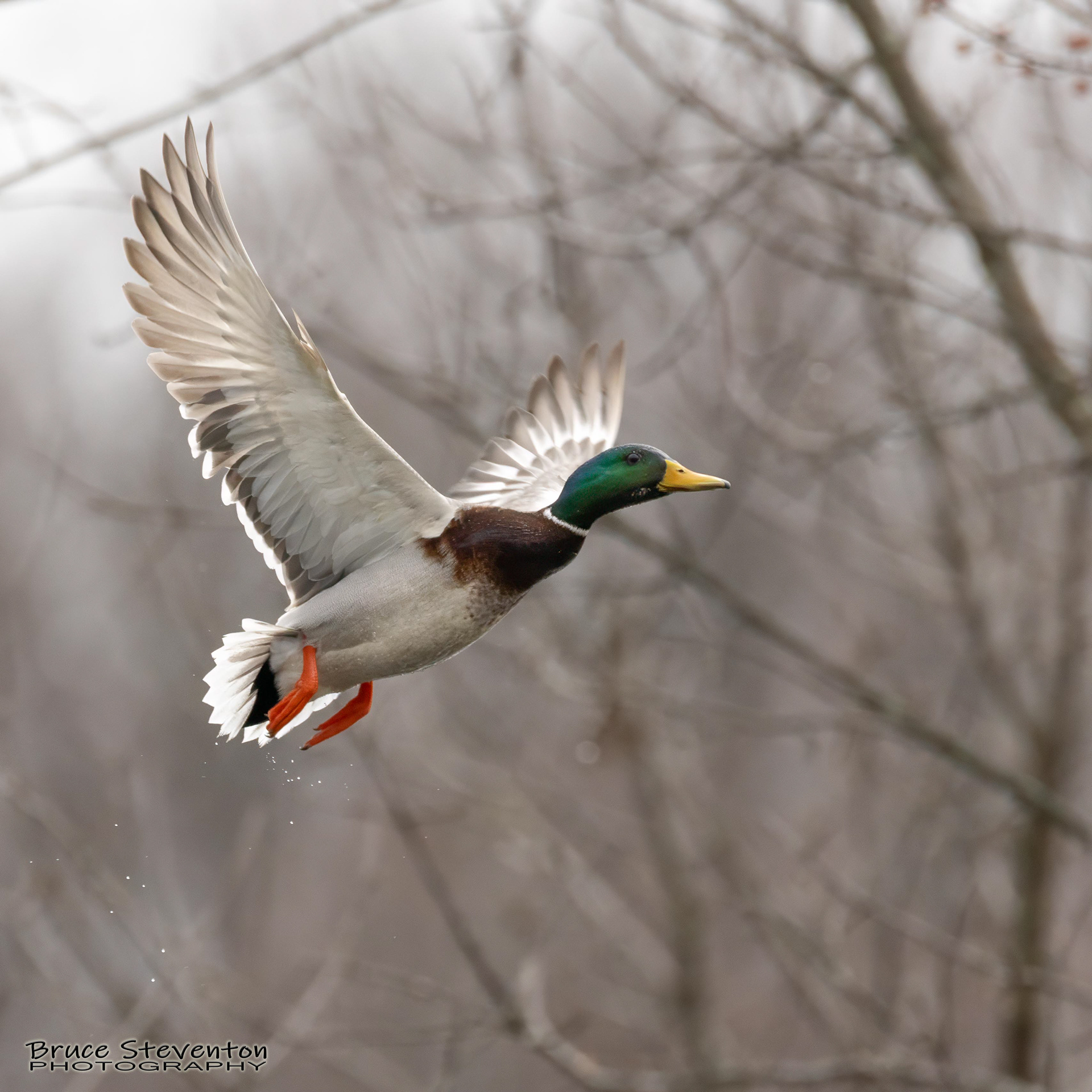 Mallard - Bristol, VT
