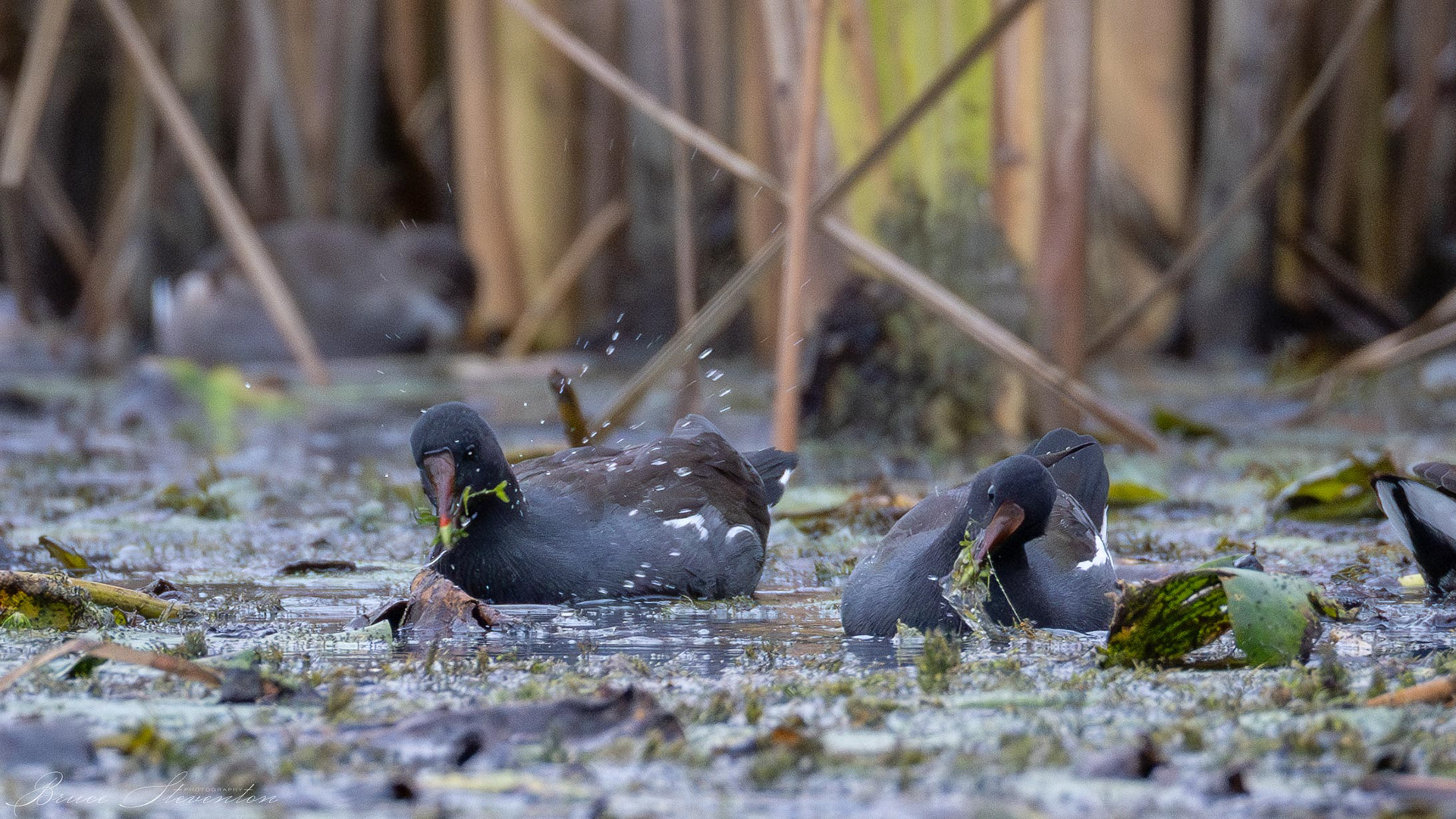 Common Gallinule