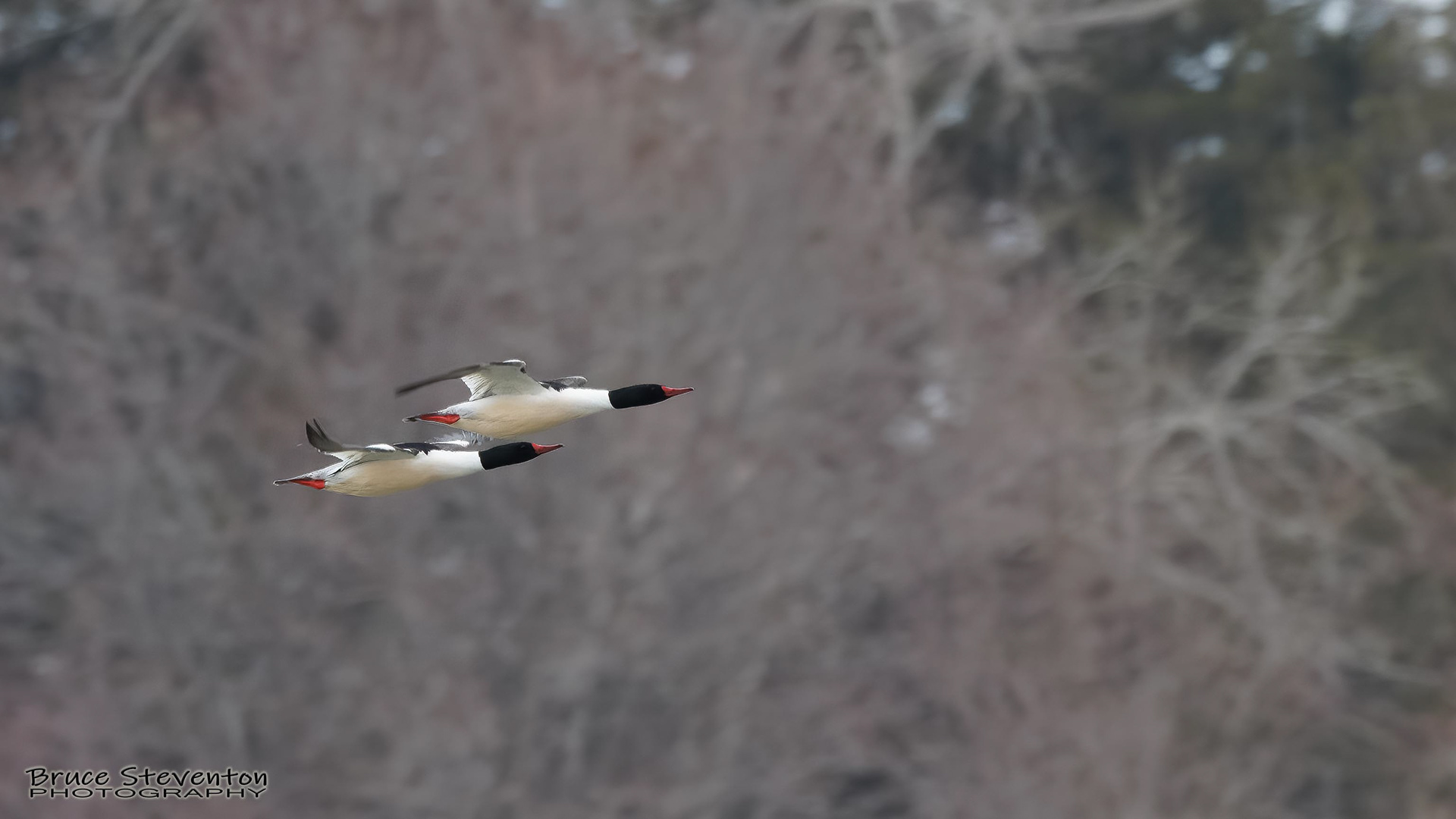 Common Merganser (M) - Addison, VT