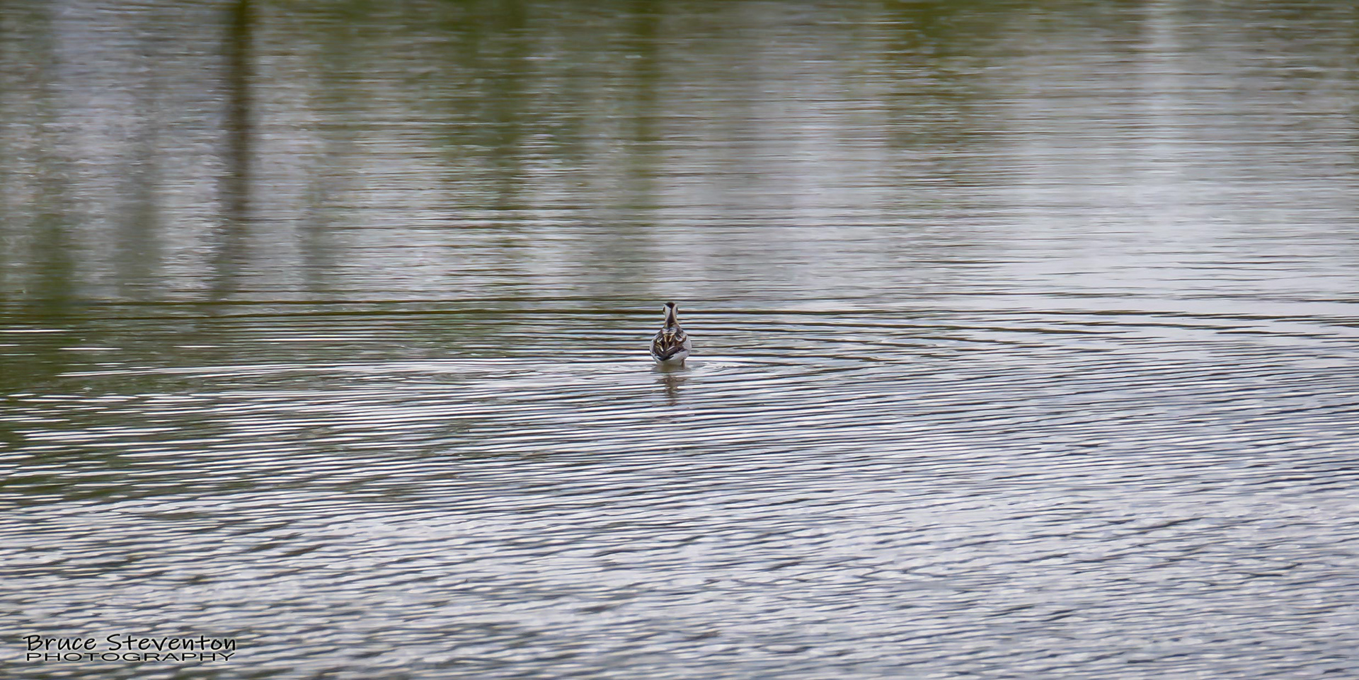 Red-necked Phalarope