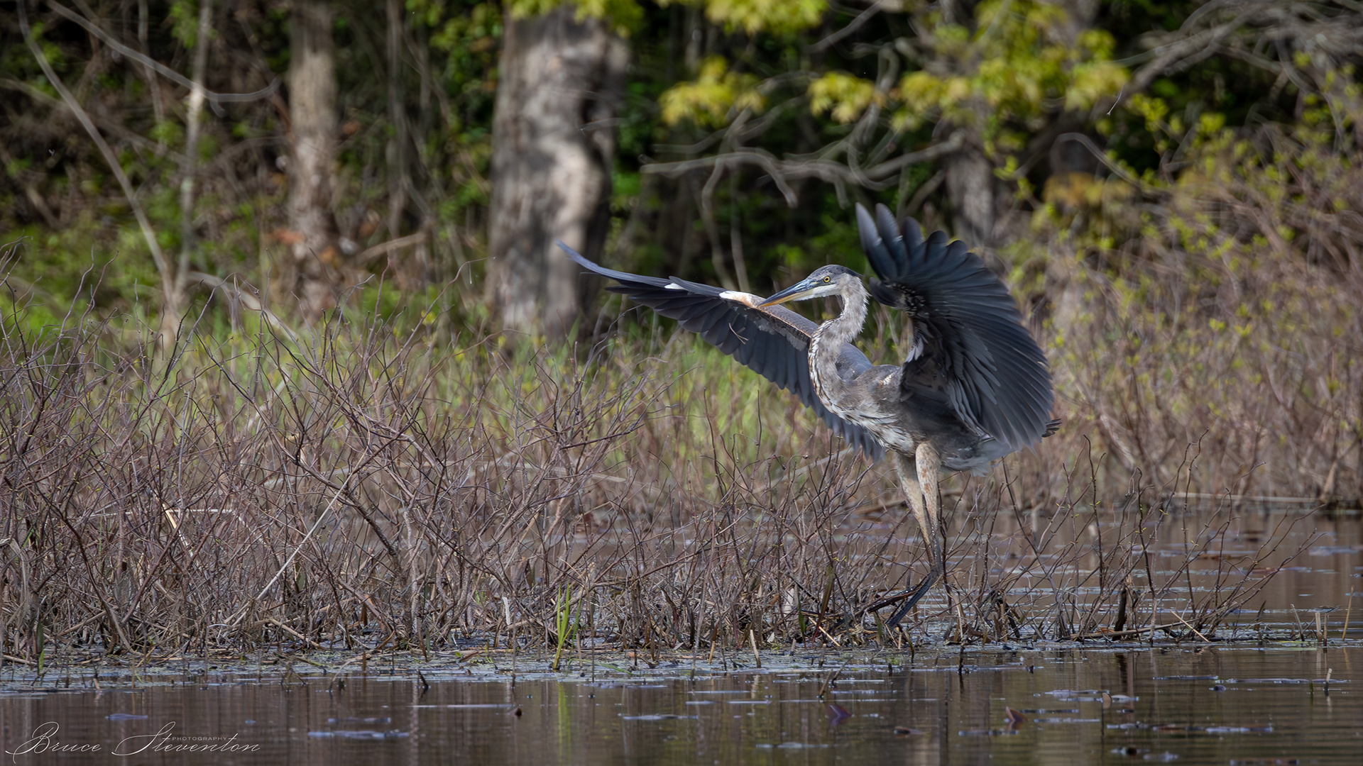 Great Blue Heron