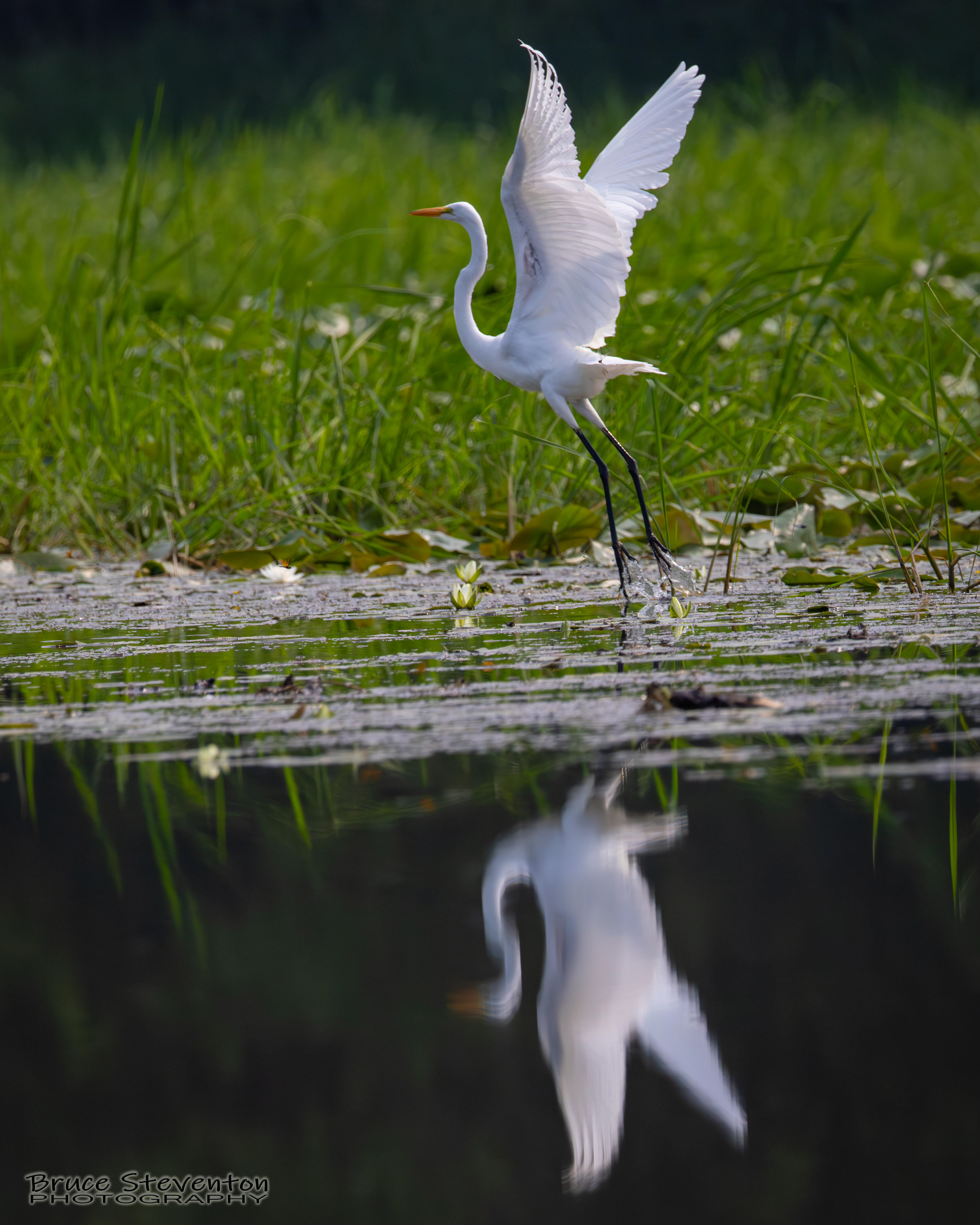 Great Egret