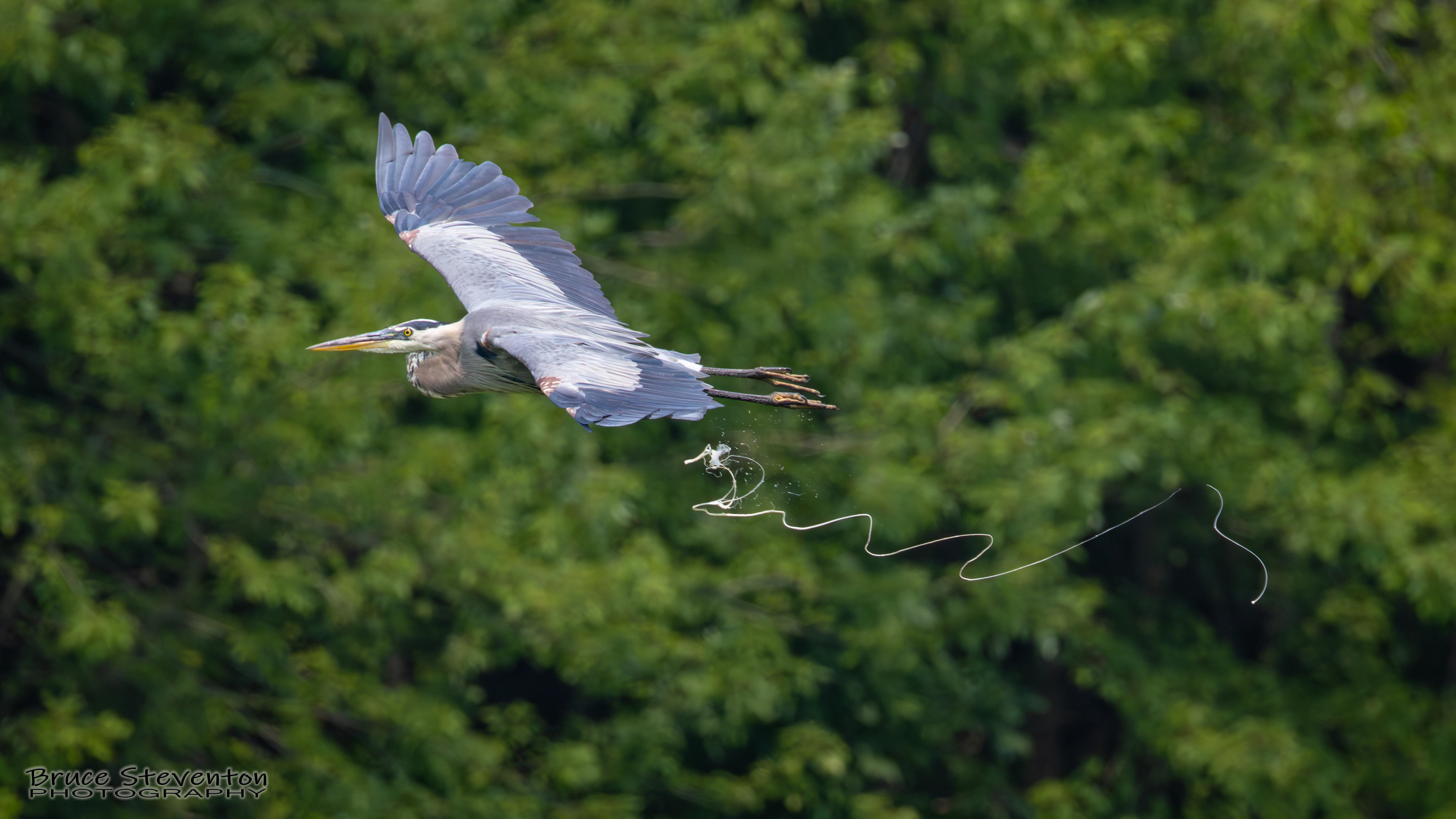 Great Blue Heron