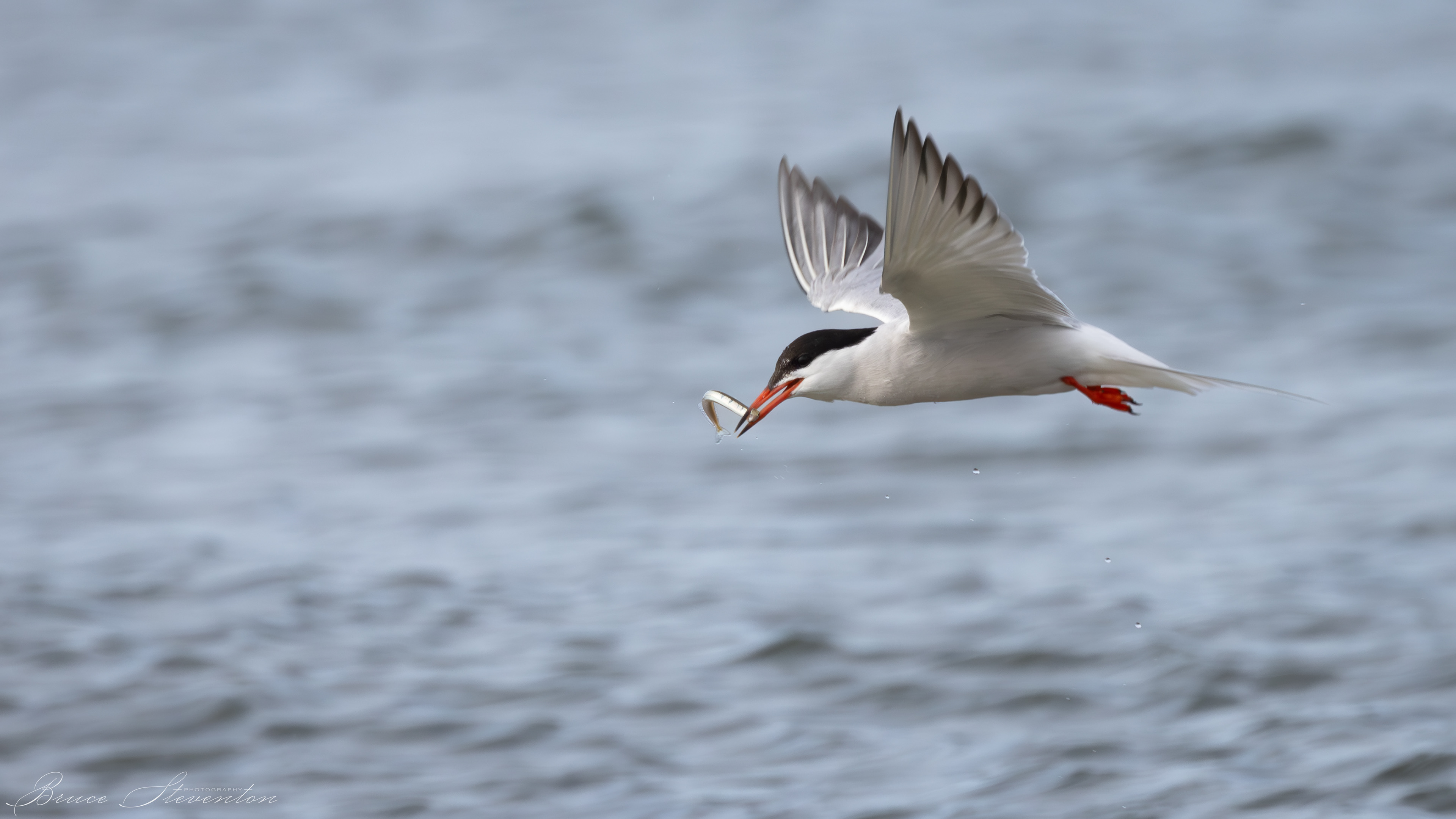 Roseate Tern