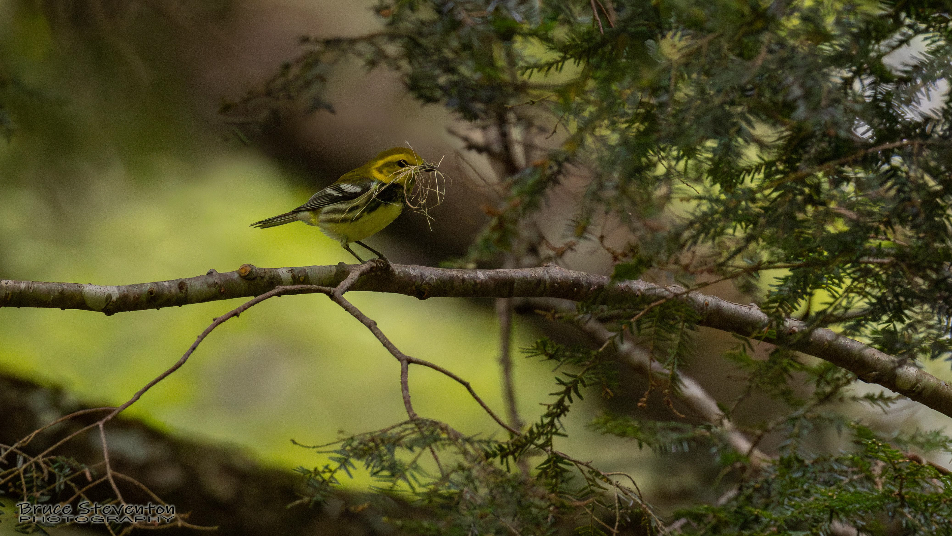 Black-throated Green Warbler