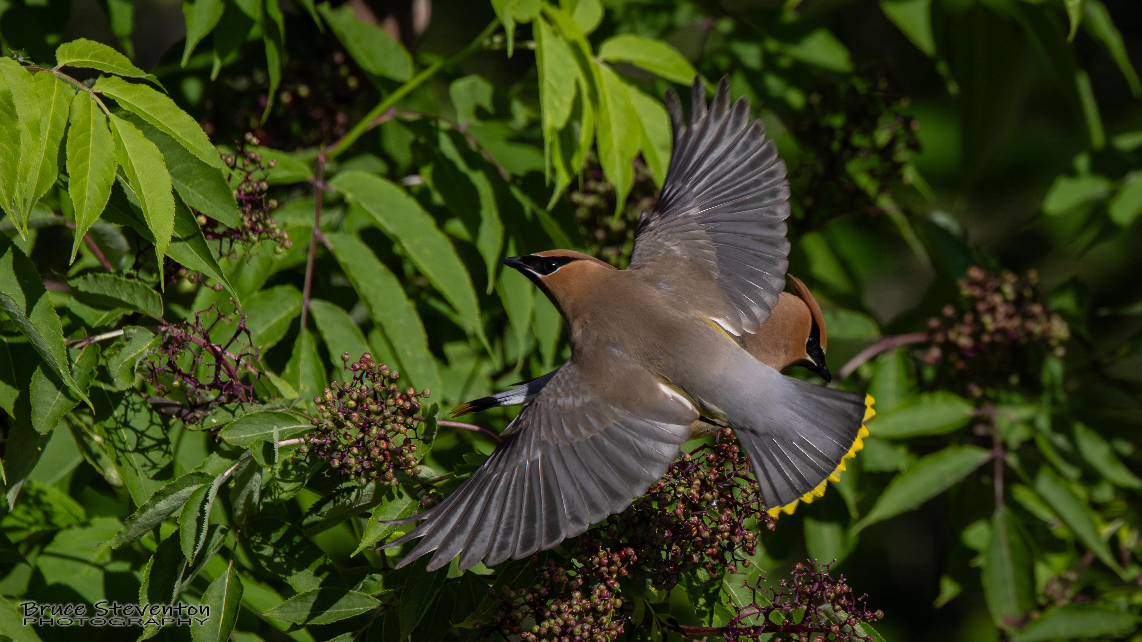 Cedar Waxwing