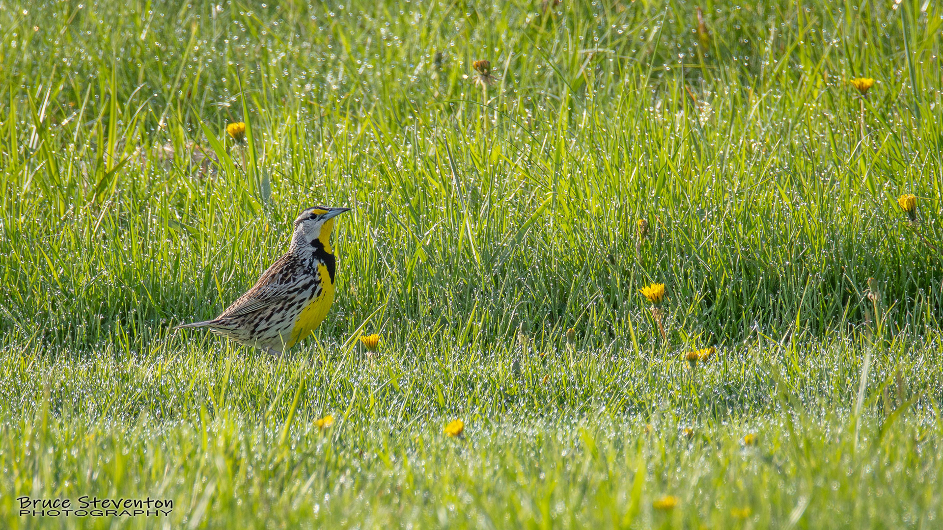 Eastern Meadowlark