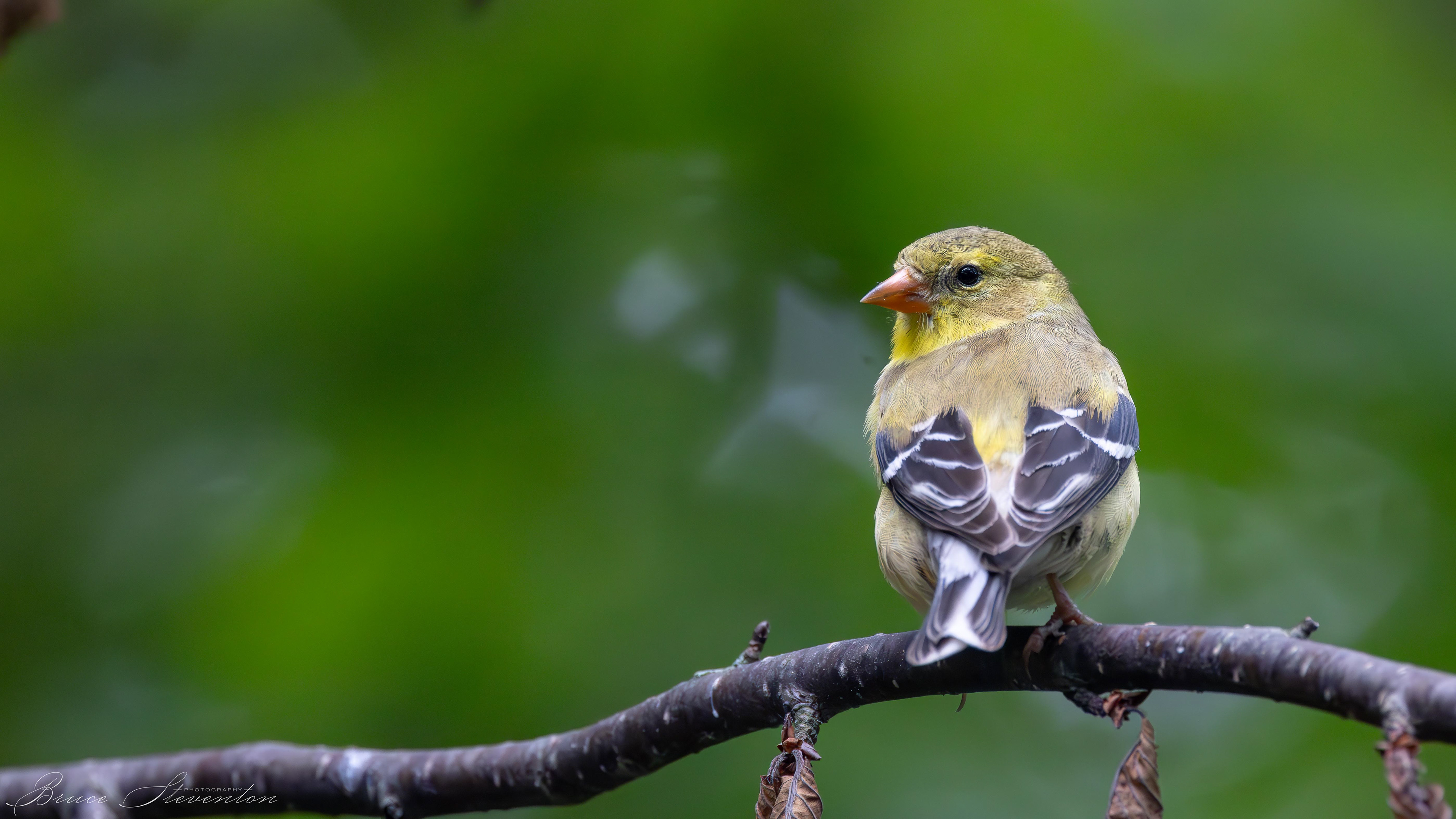 American Goldfinch