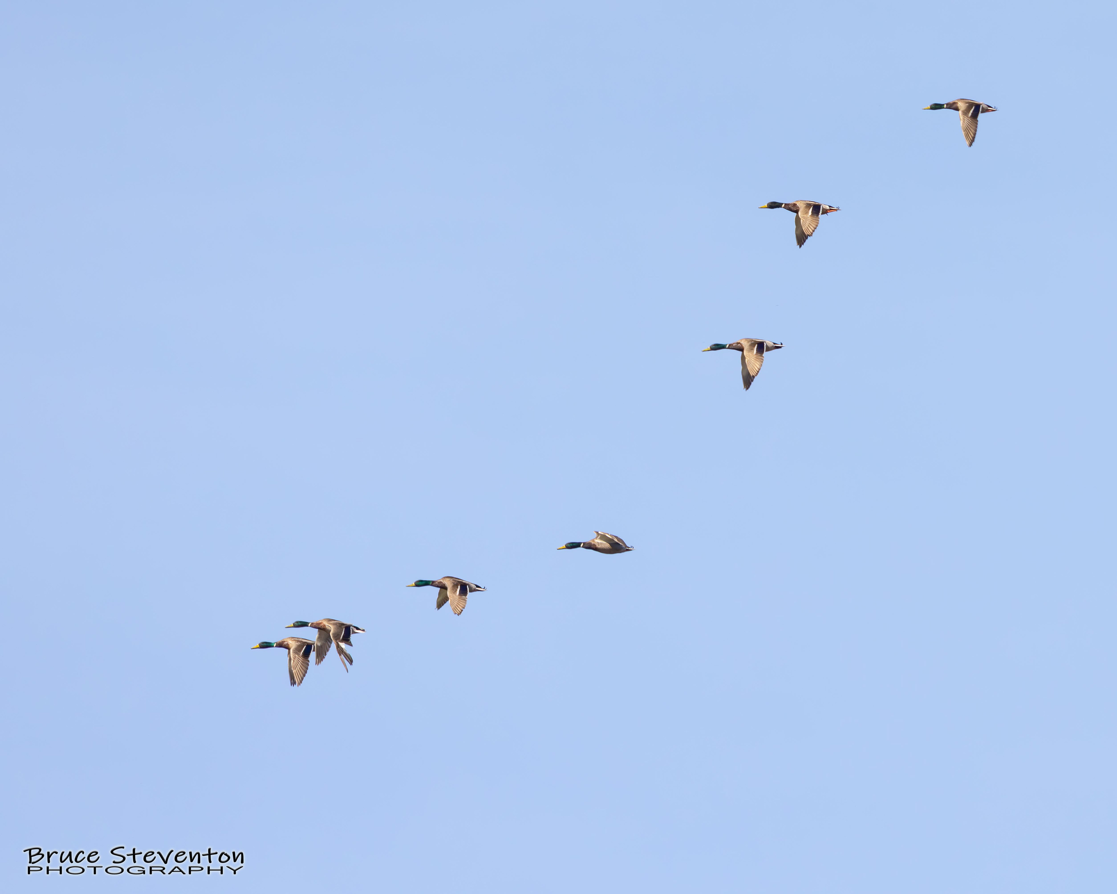 Mallard - Shoreham, VT