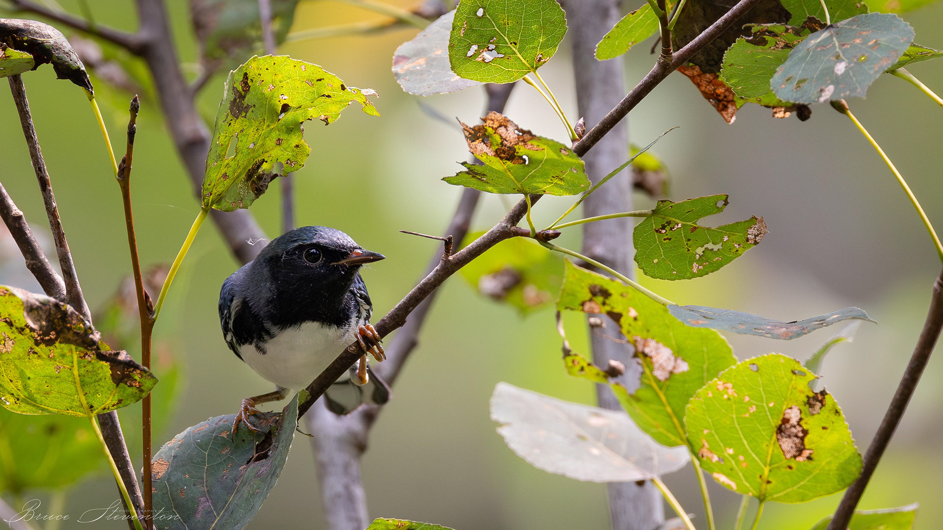 Black-throated Blue Warbler