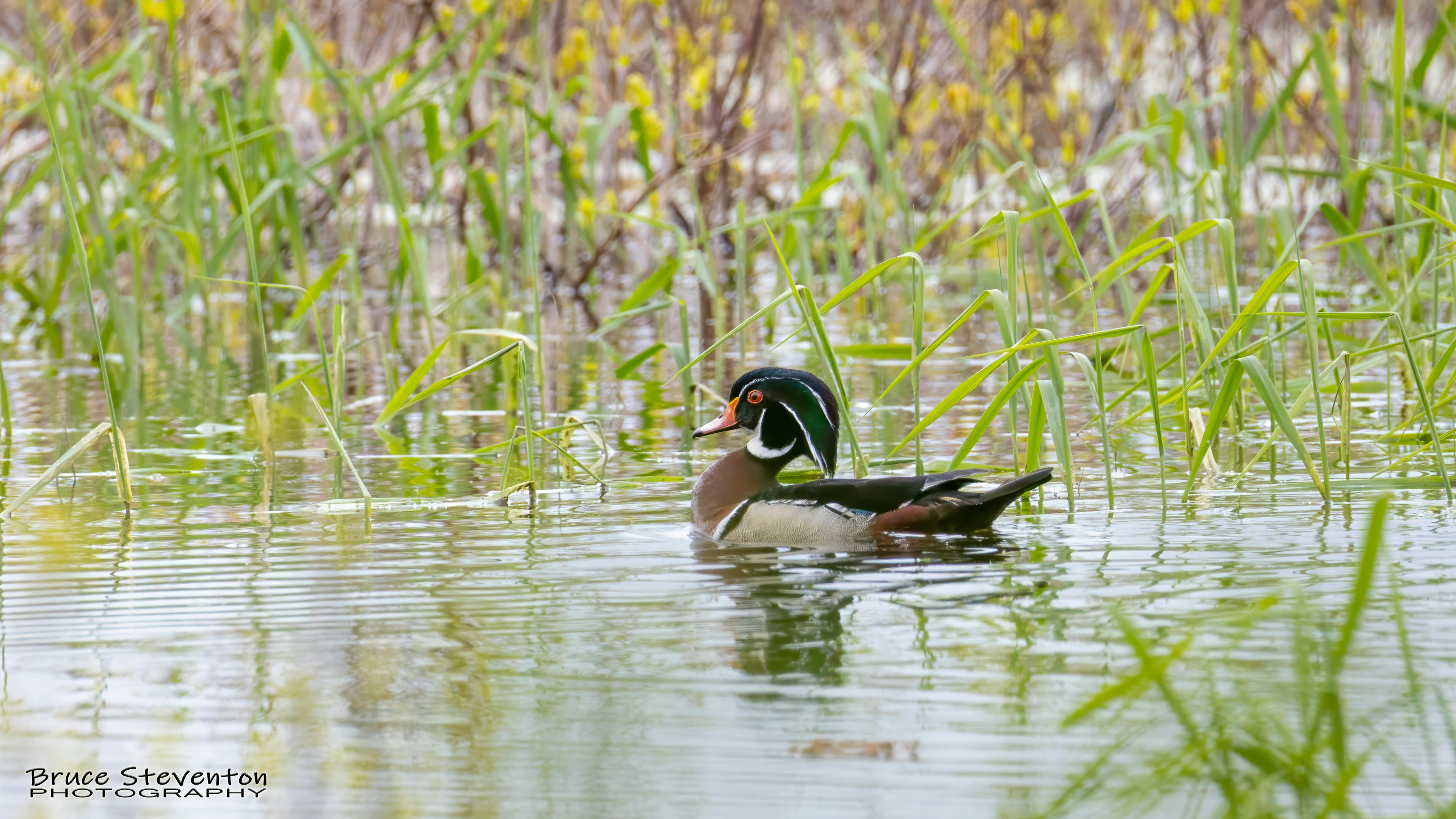 Wood Duck - Addison, VT