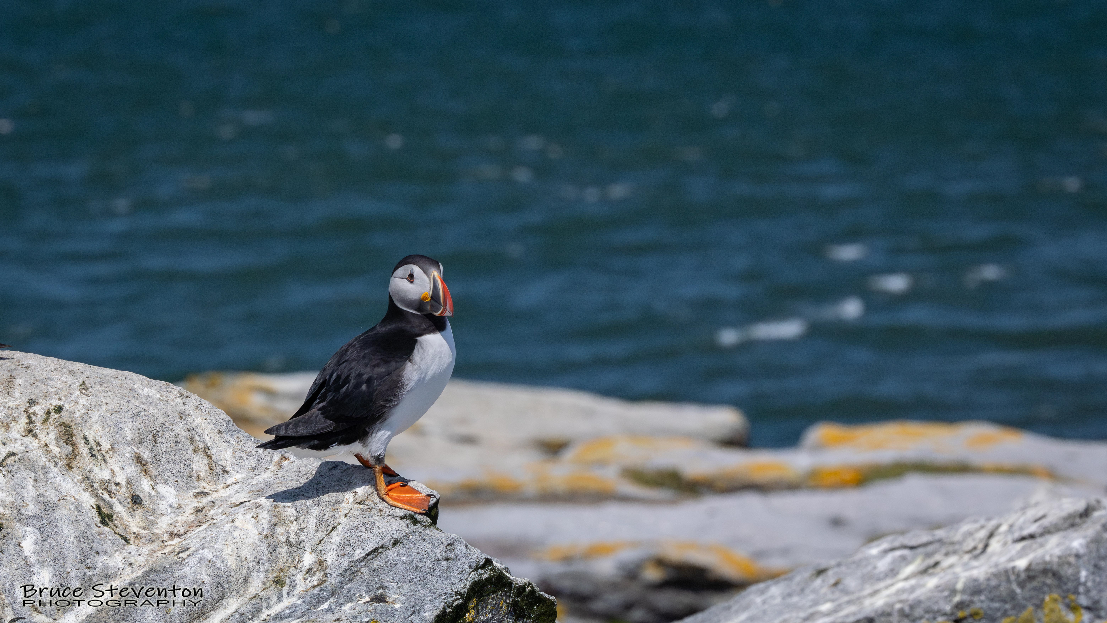 Atlantic Puffin