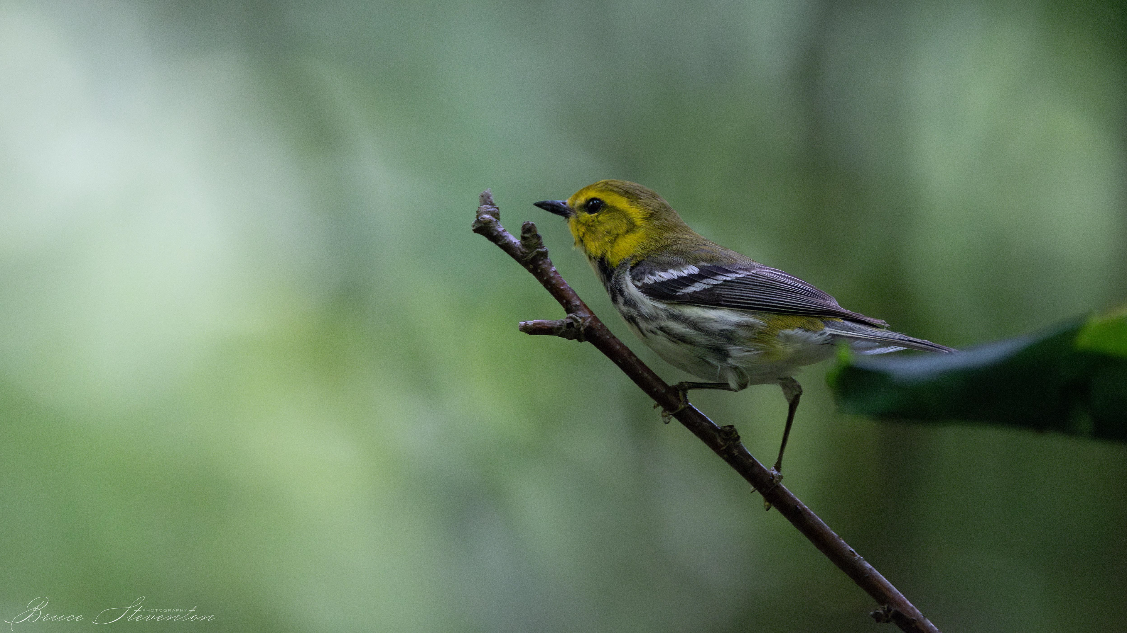 1/250 @ f/7.1; ISO 2500