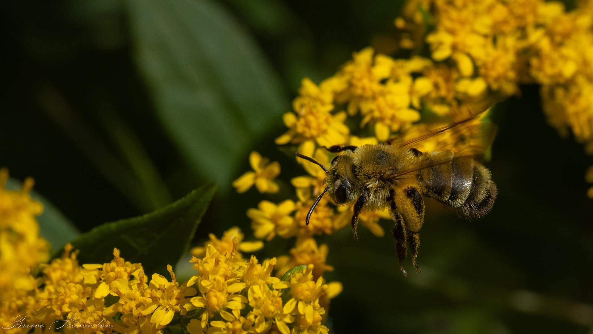 Honey bee hovering over Goldenrod