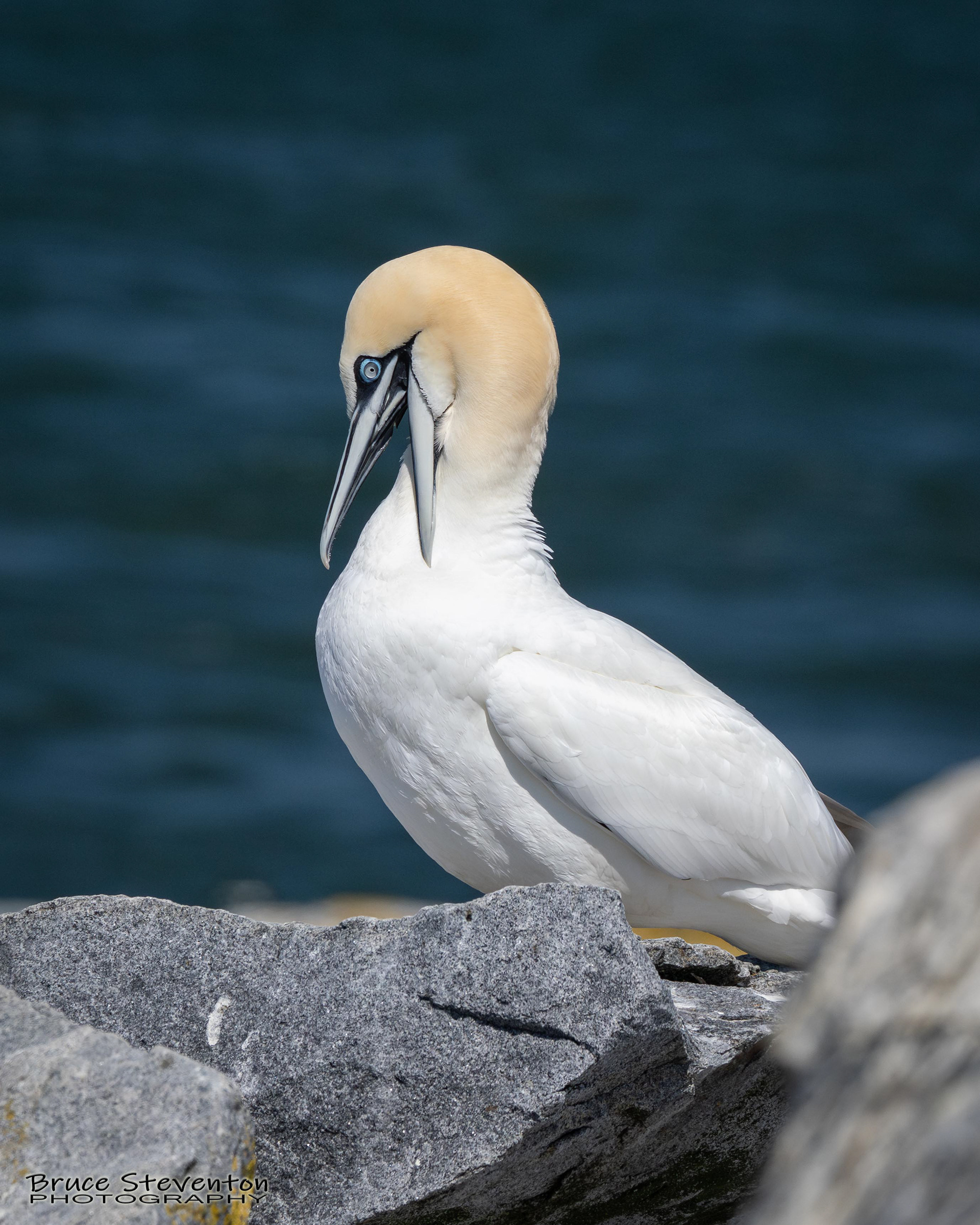 Northern Gannet