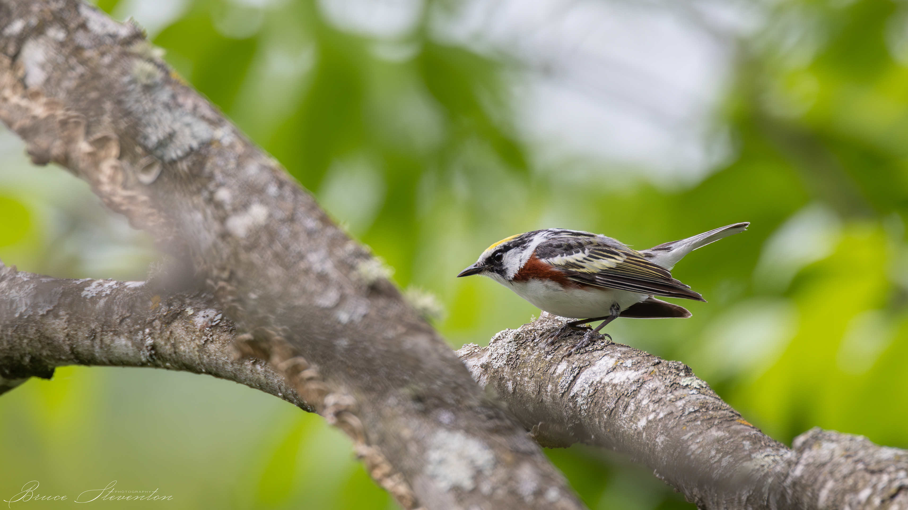Chestnut-sided Warbler