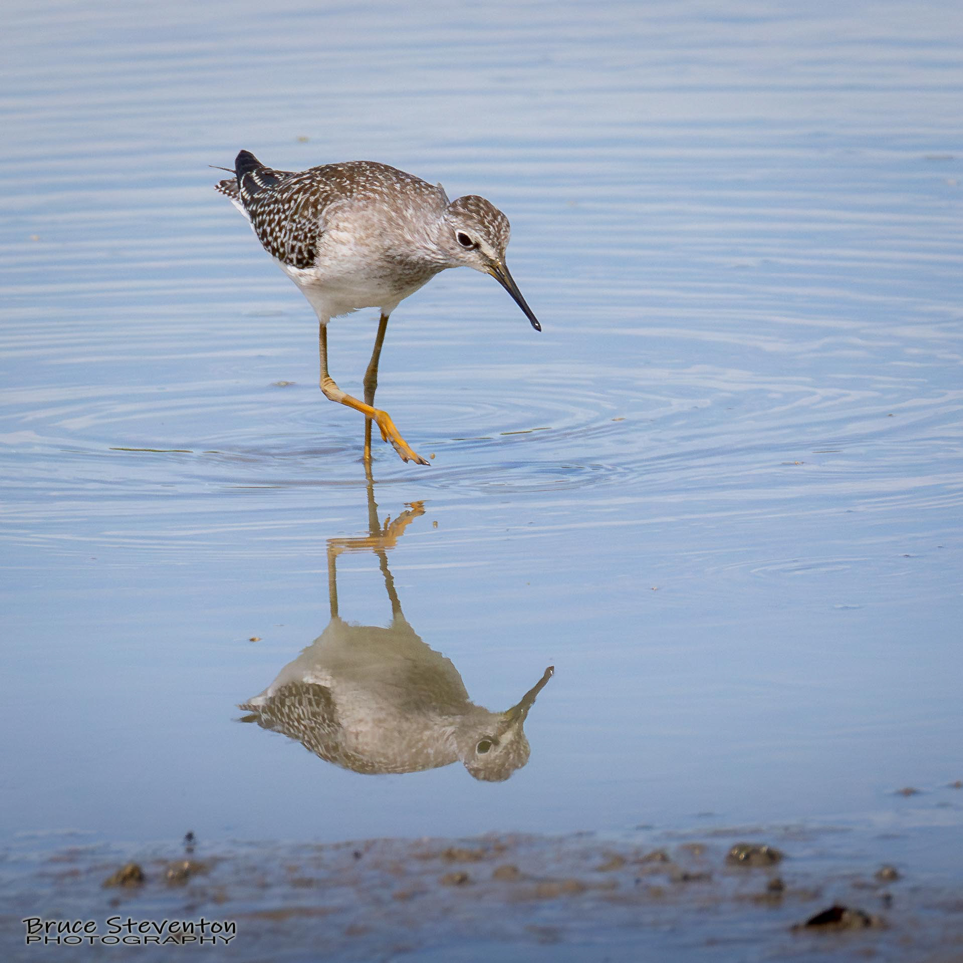 Lesser Yellowlegs