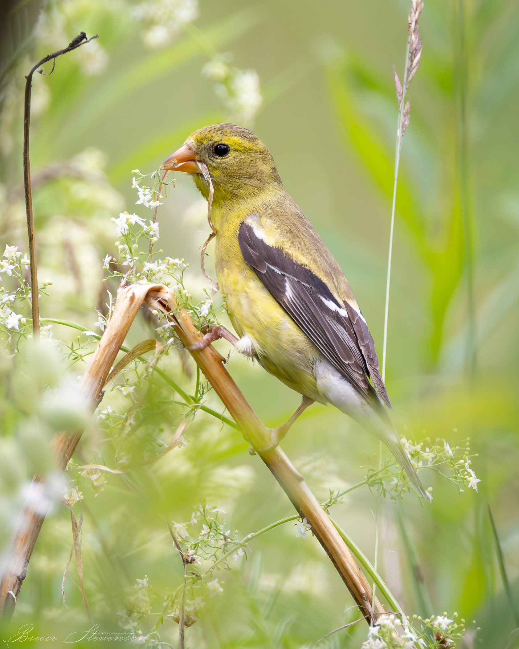 American Goldfinch
