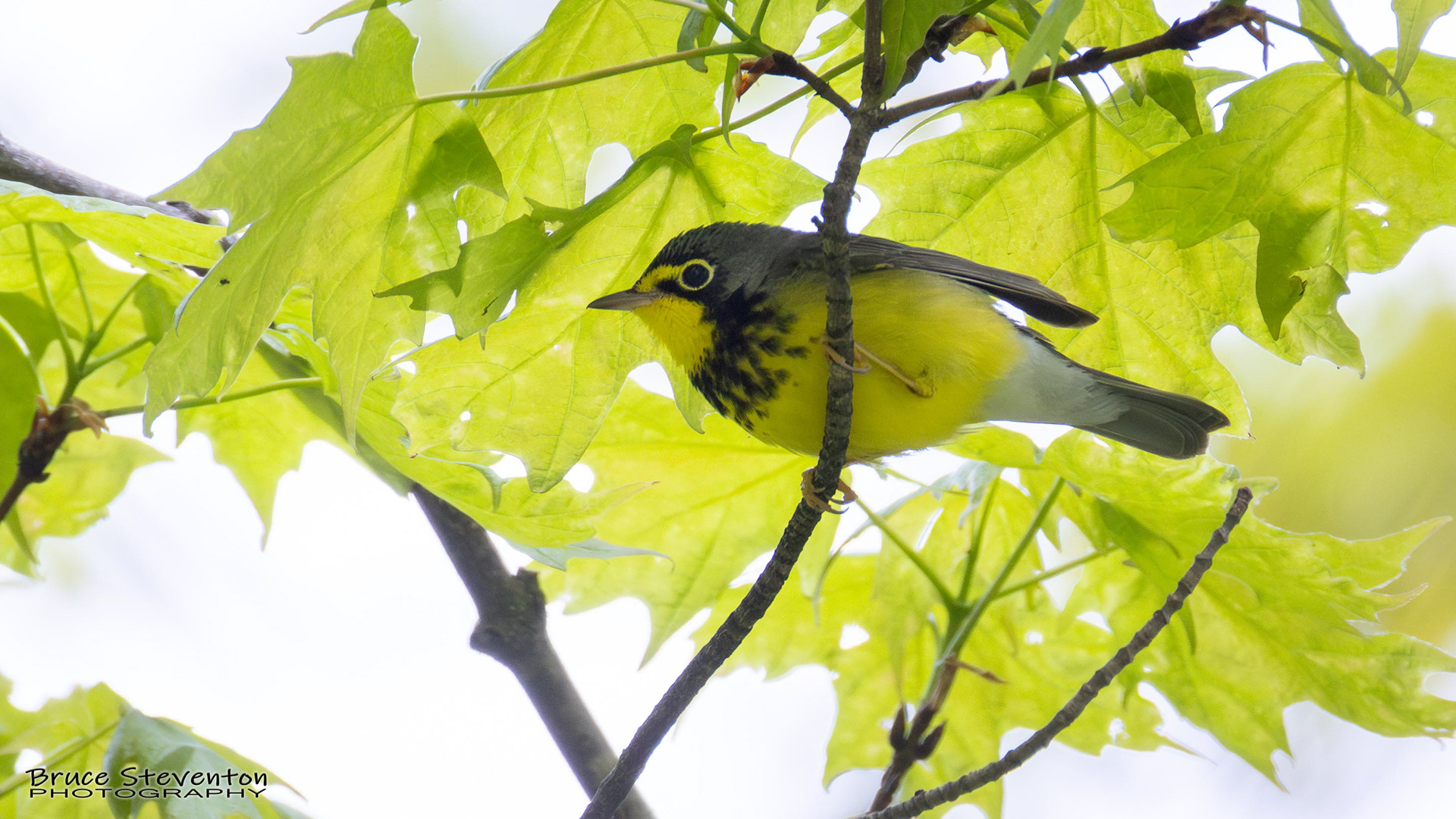 Canada Warbler