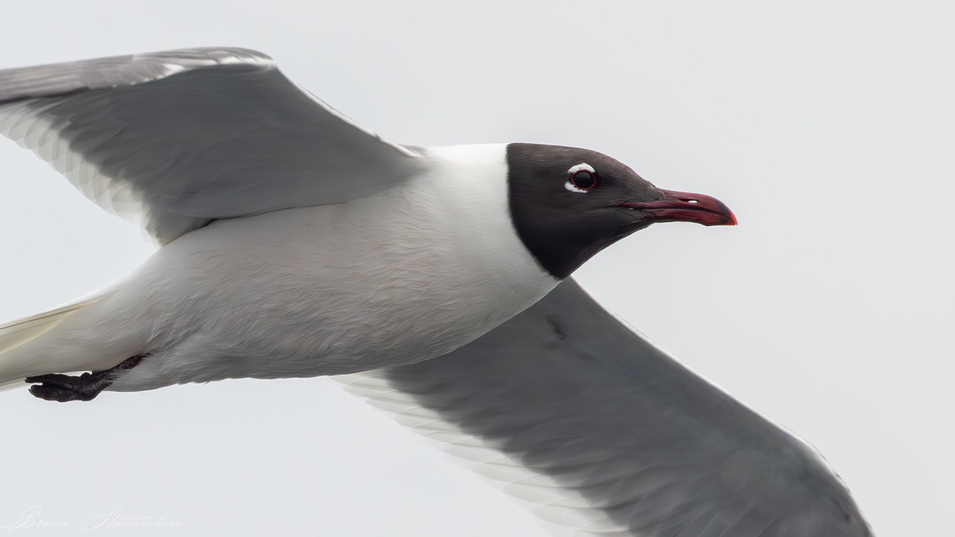 Laughing Gull